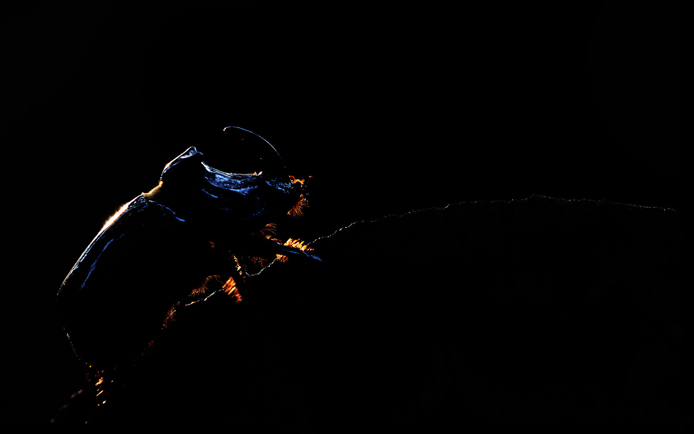 Scarabeo Rinoceronte