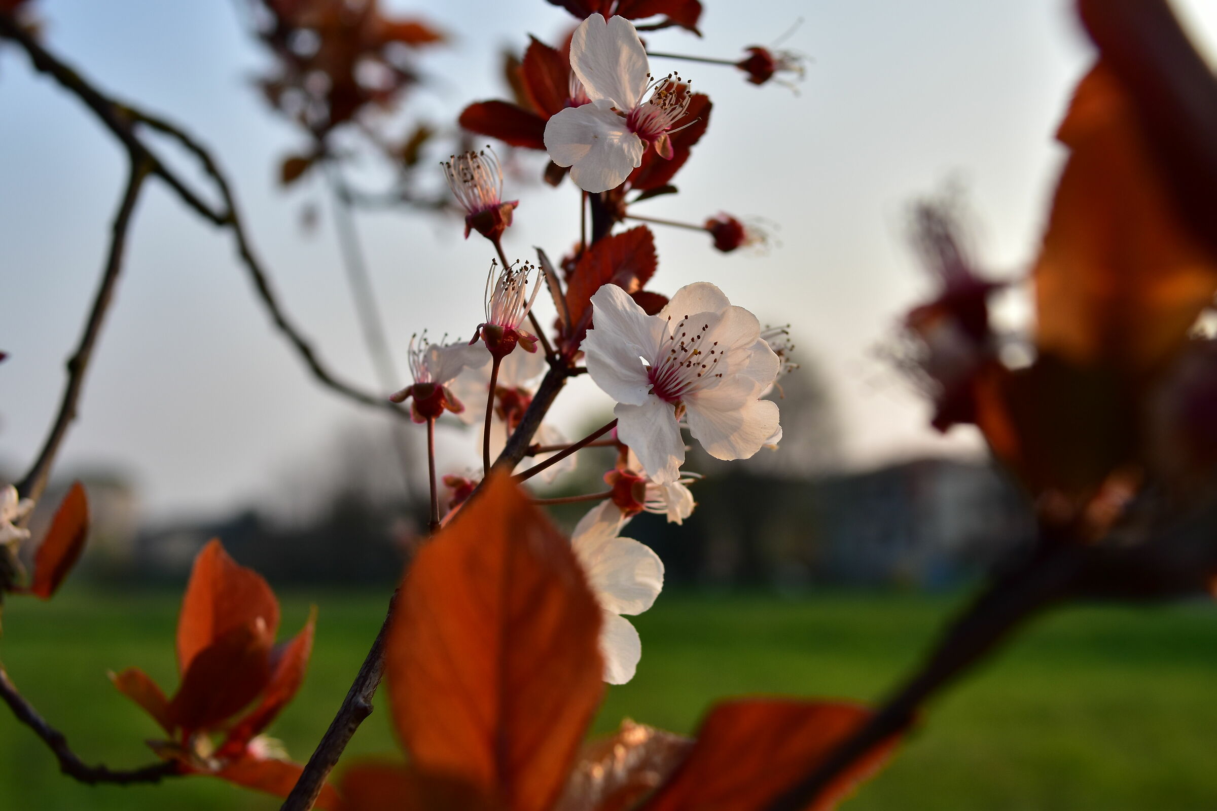 Covid-19, but it's spring