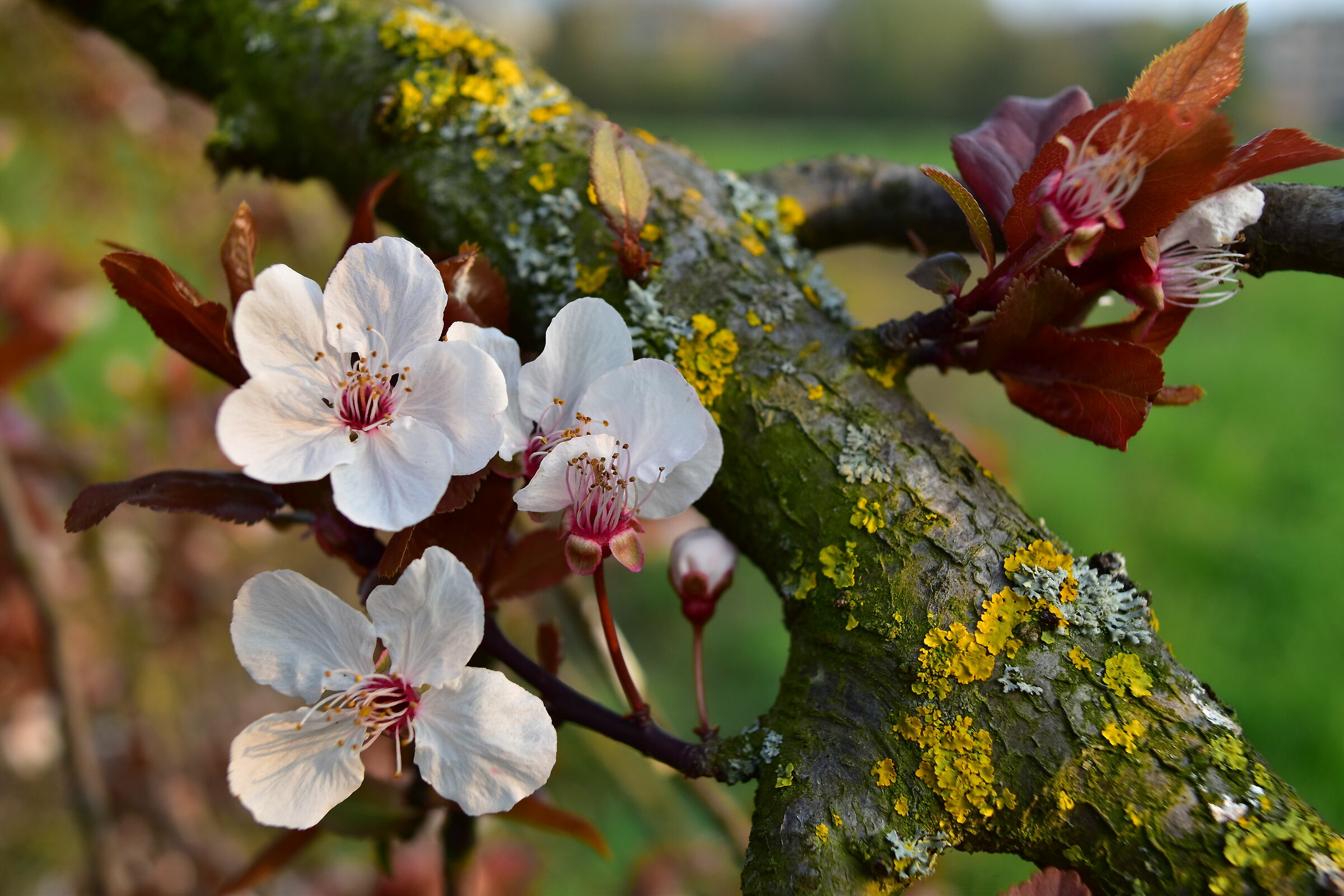Covid-19, but it's spring