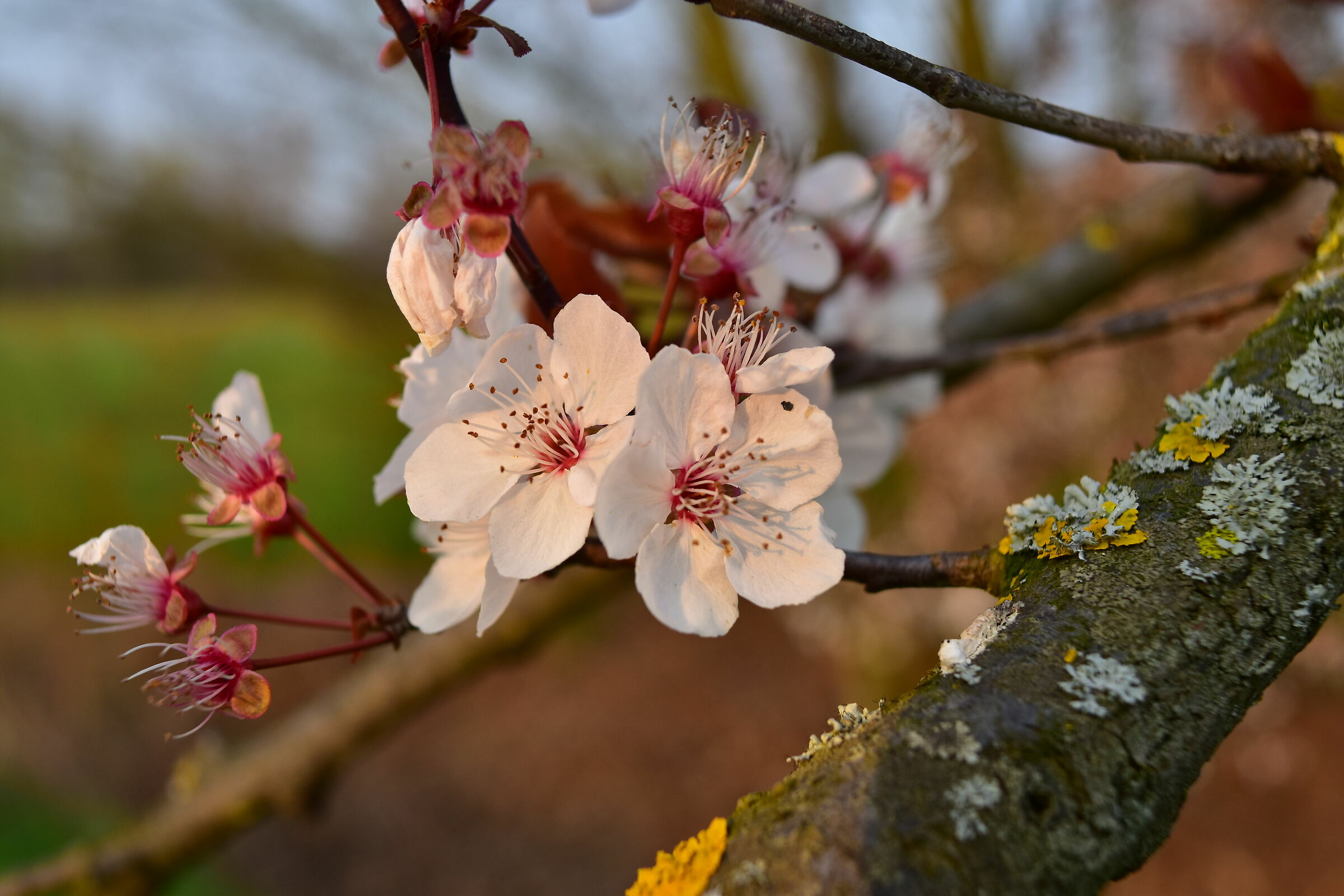 Covid-19, but it's spring