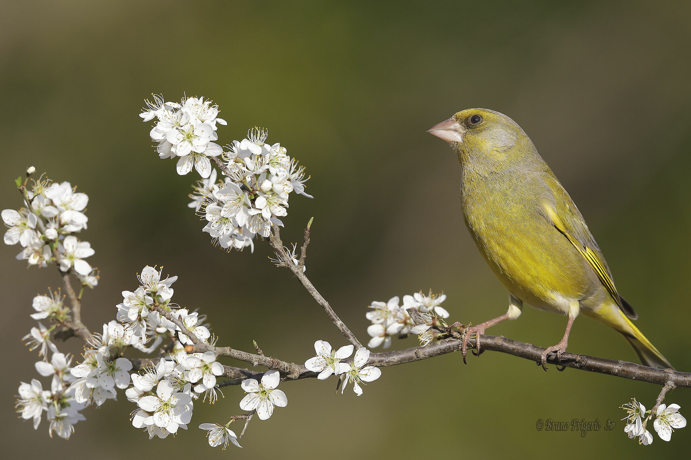 sempre in tema primavera-verdone 1