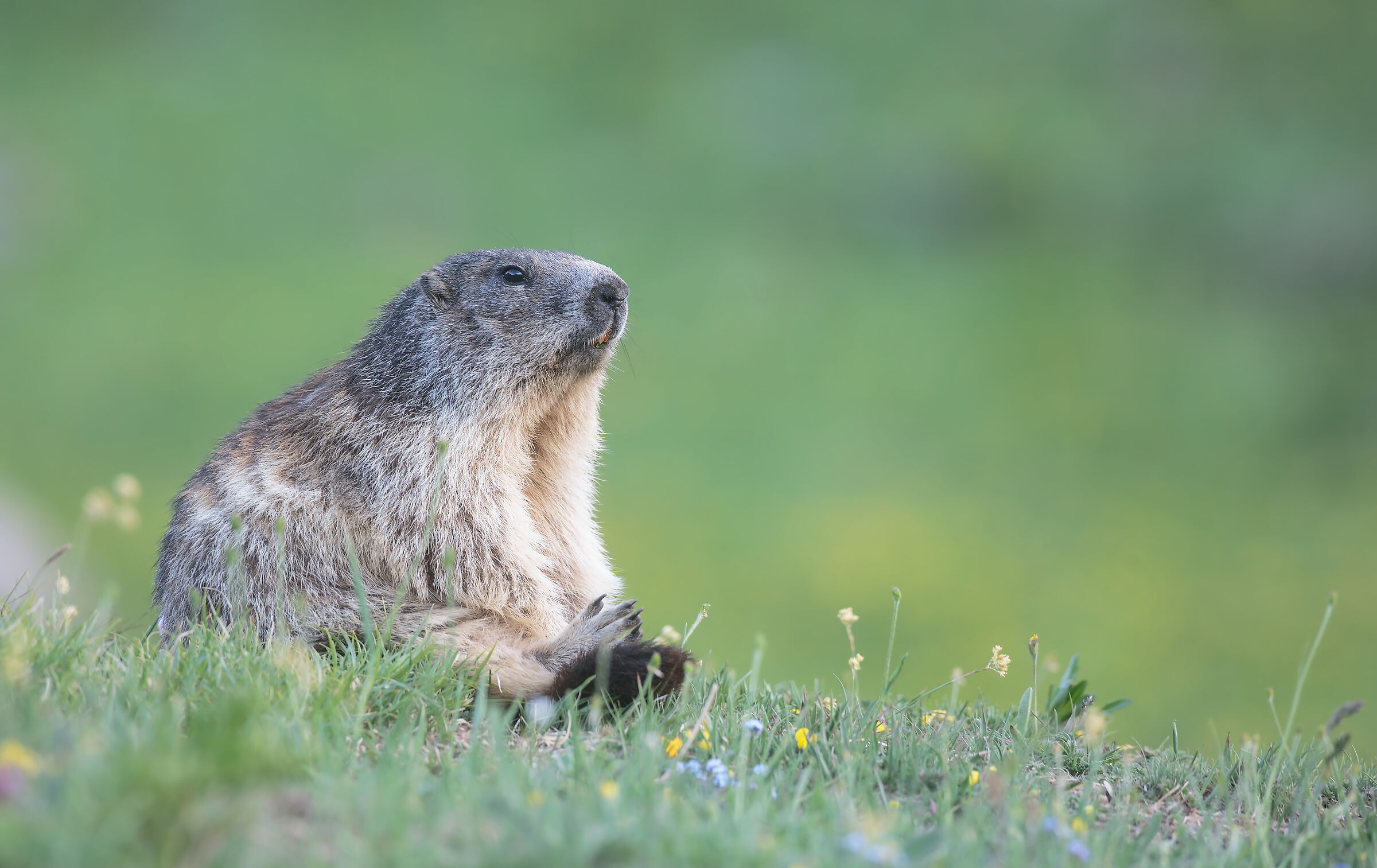 Marmotta