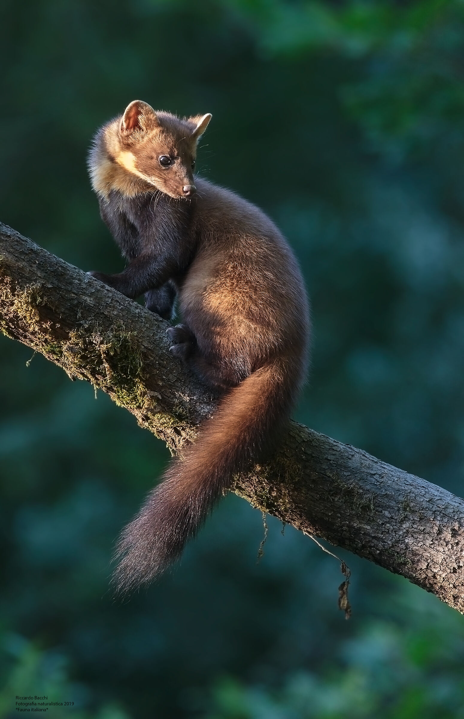 Martora, Appennino 2019