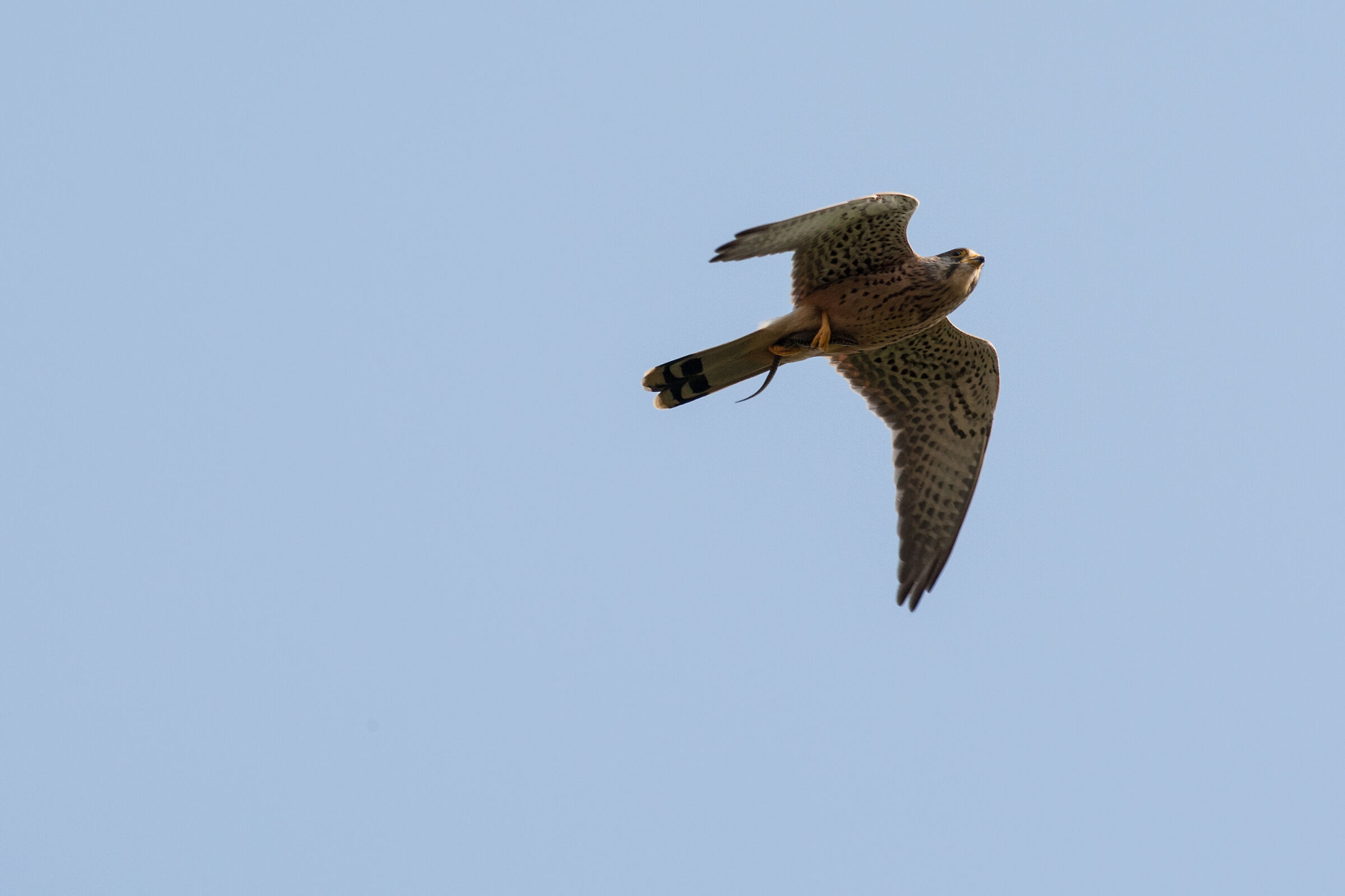 Gheppio con lucertola