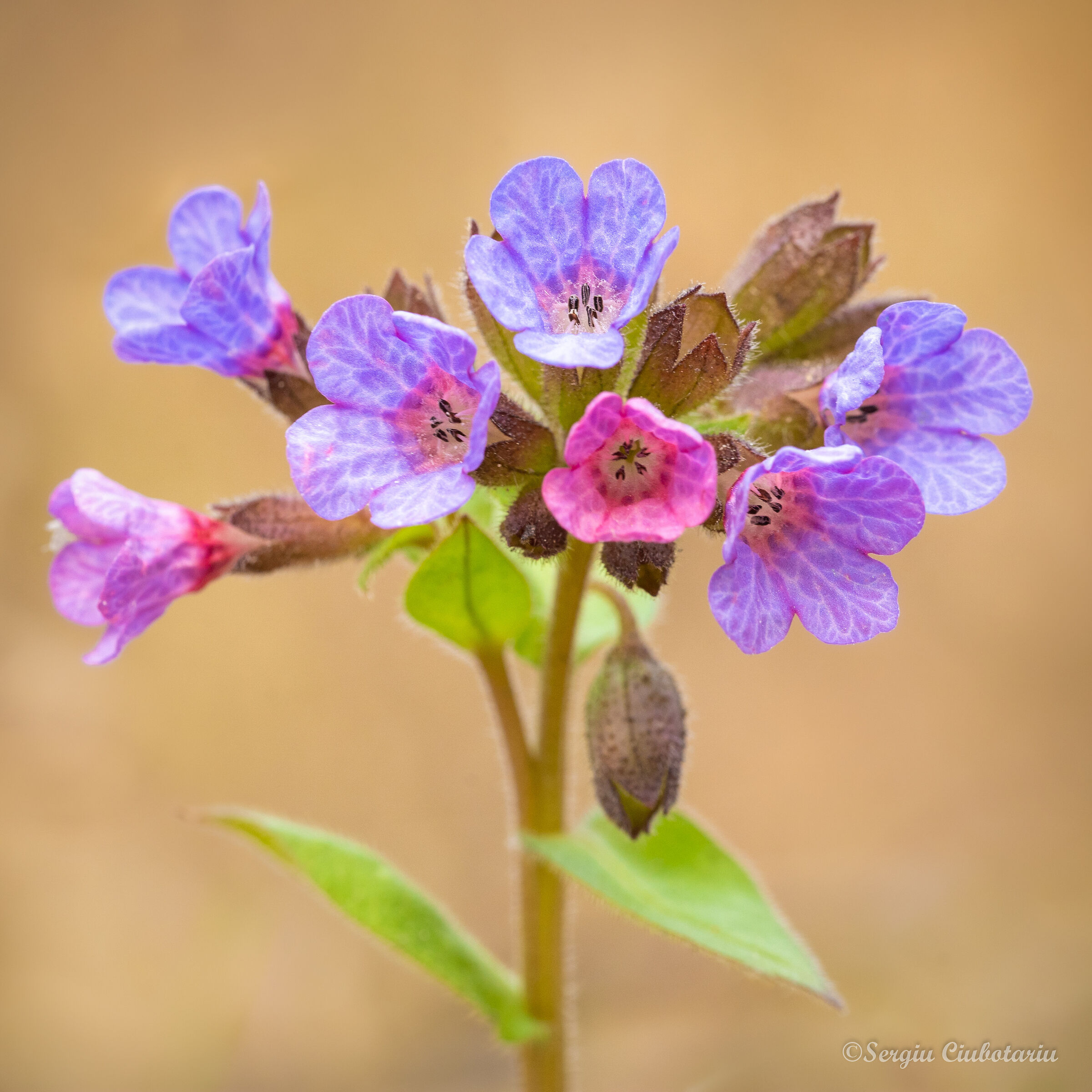 Pulmonaria