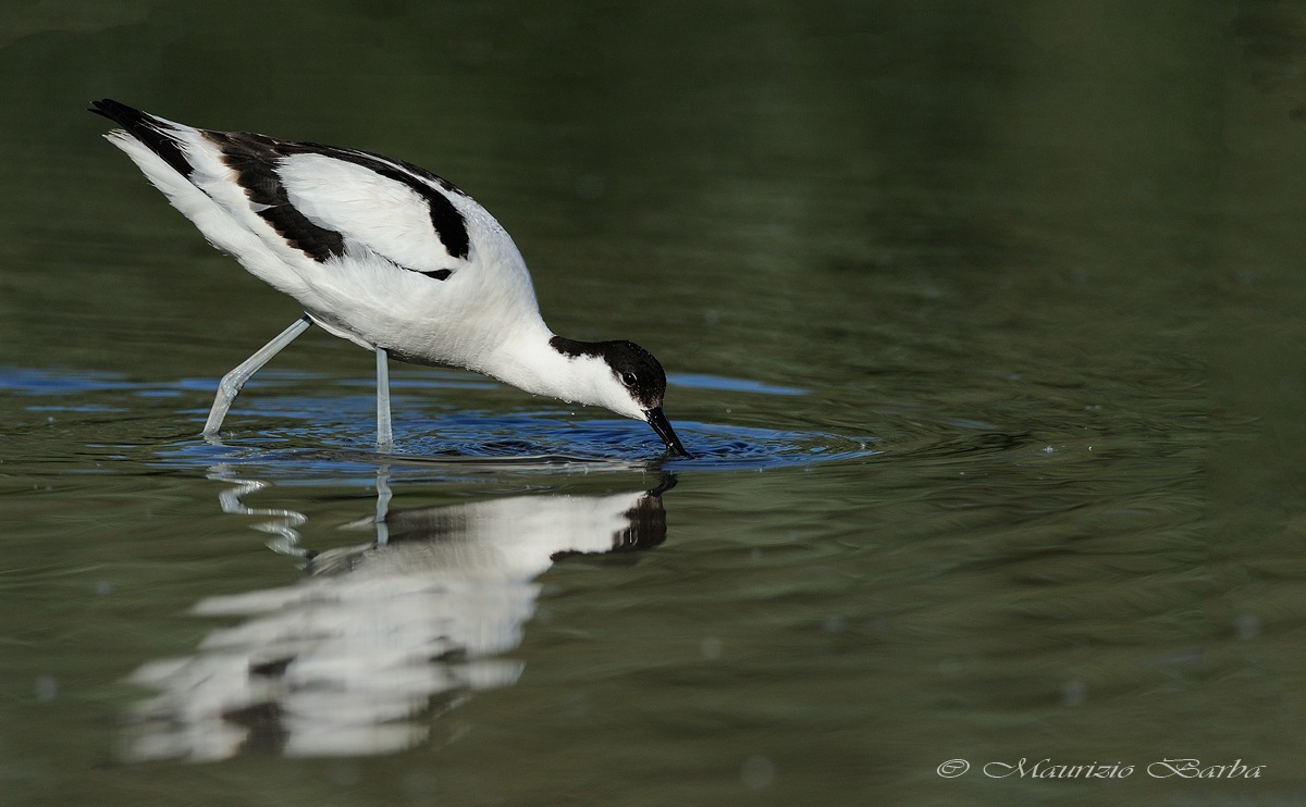 Avocet