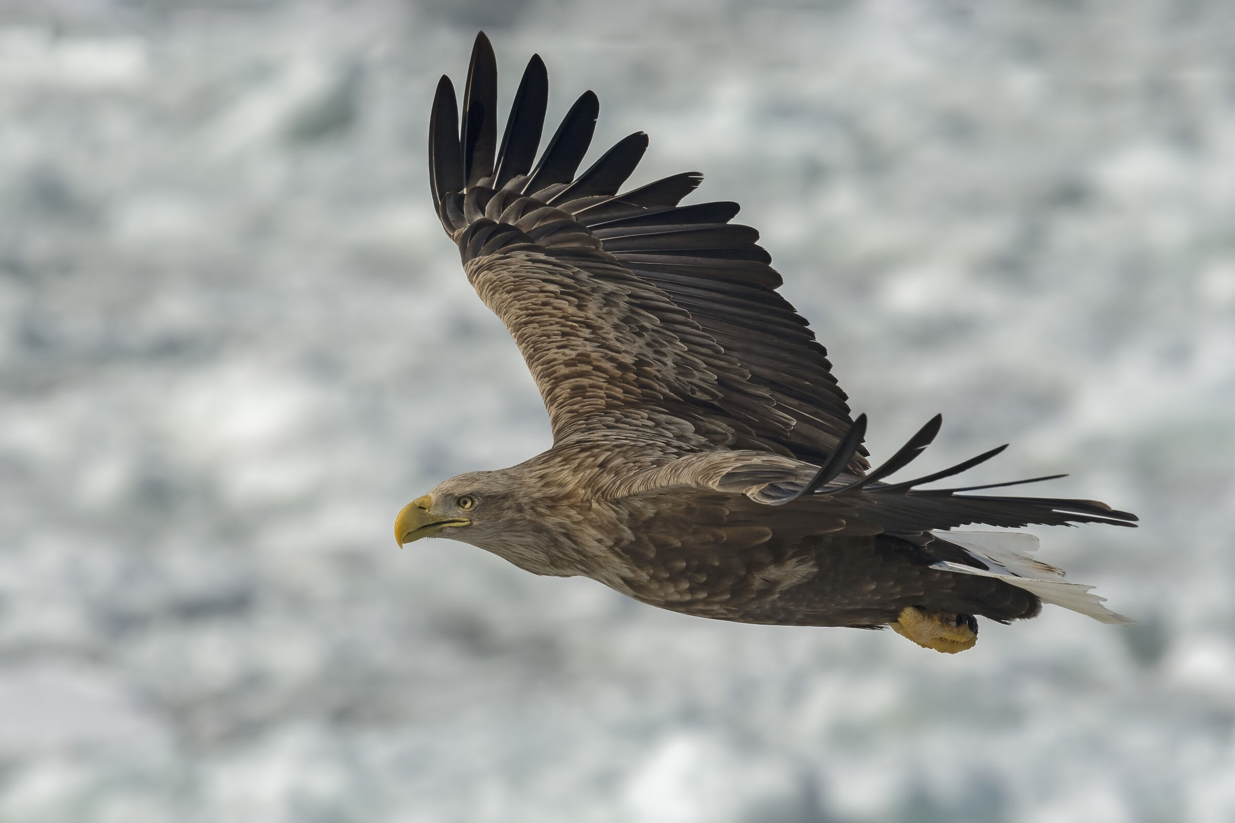 Aquila di mare coda bianca