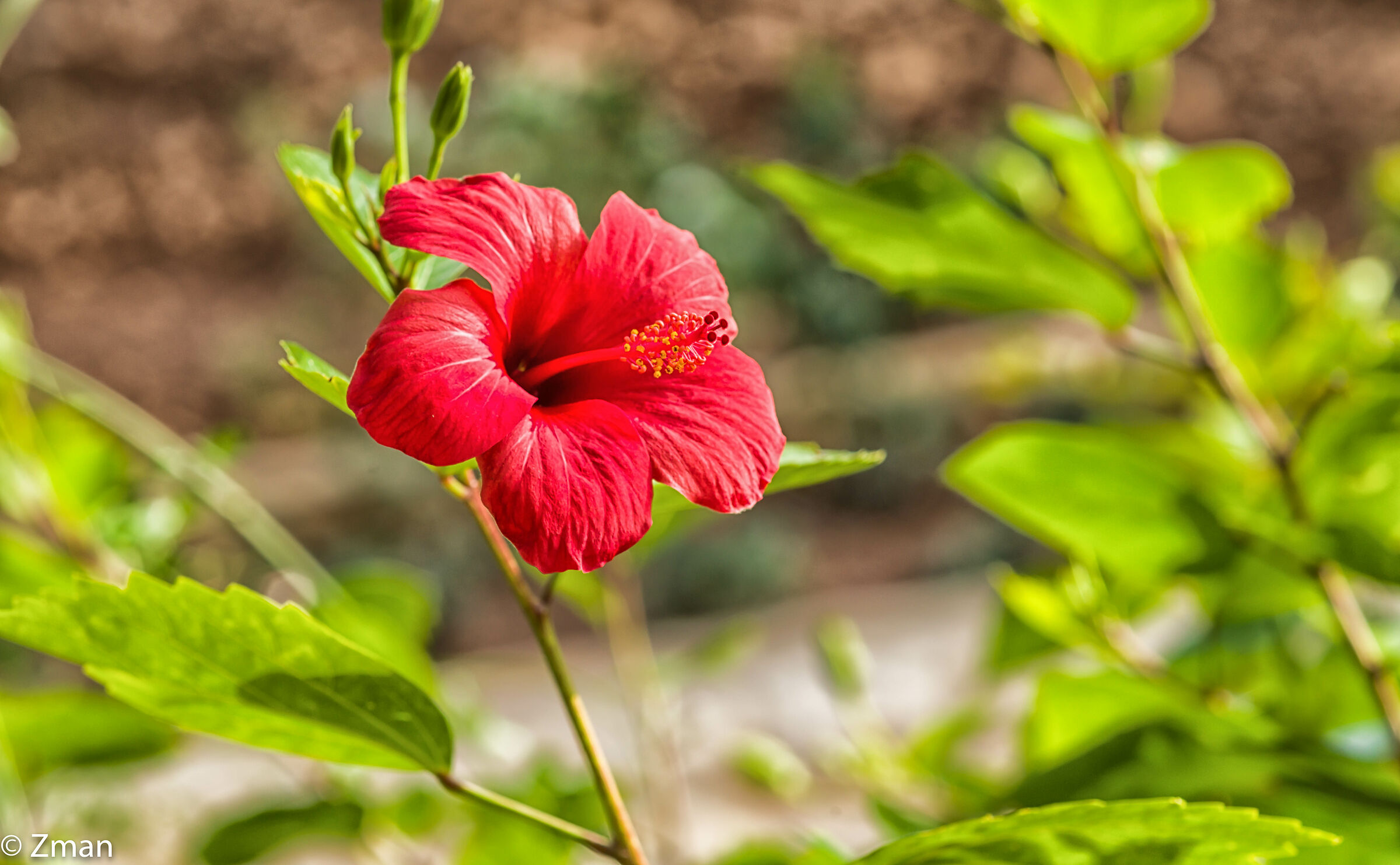 Hibiscus