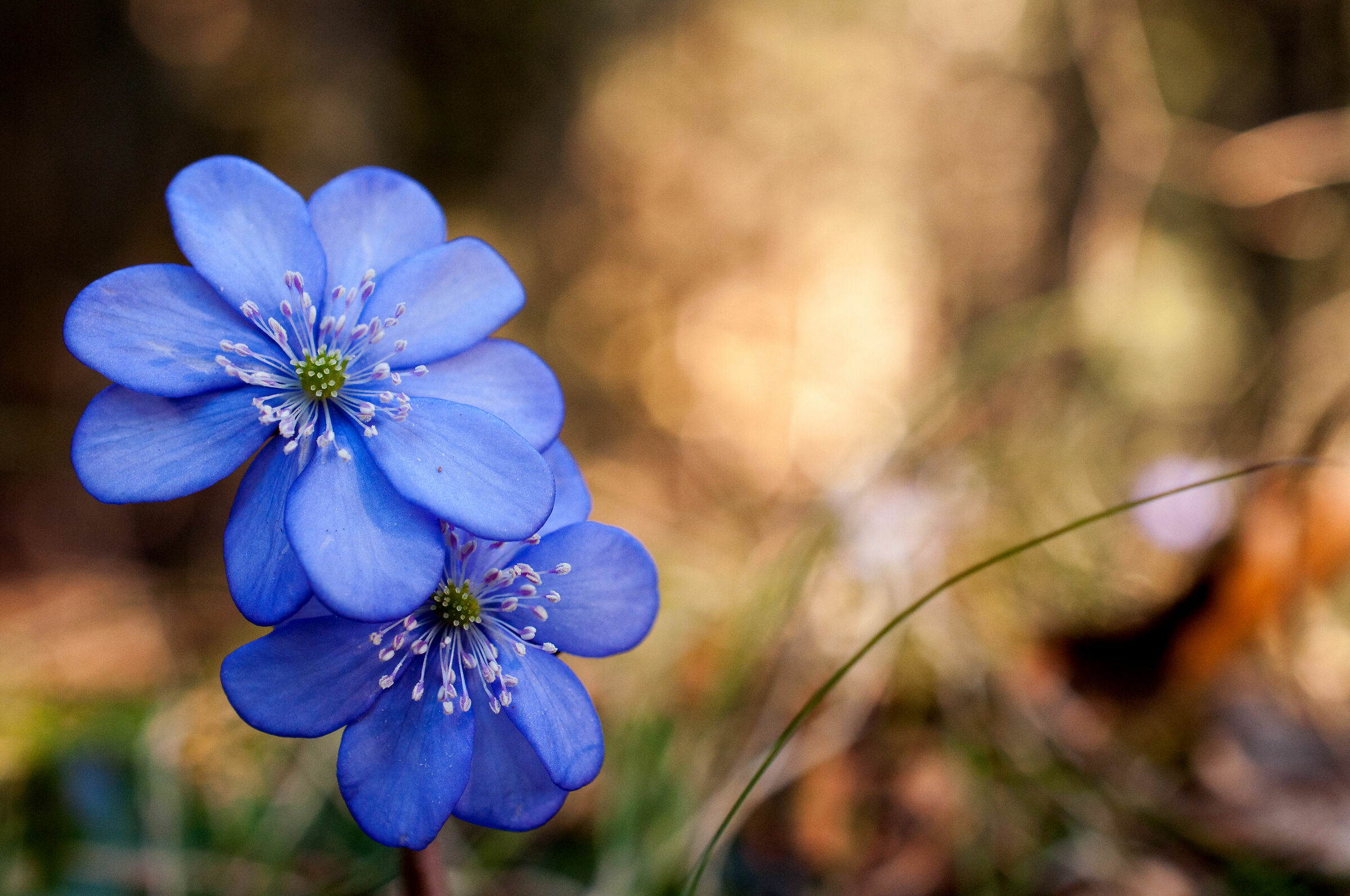 twin anemones