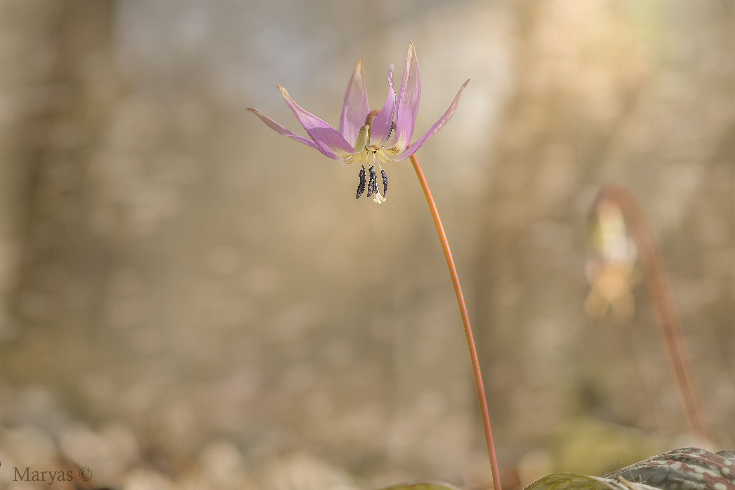 Colore nel sottobosco
