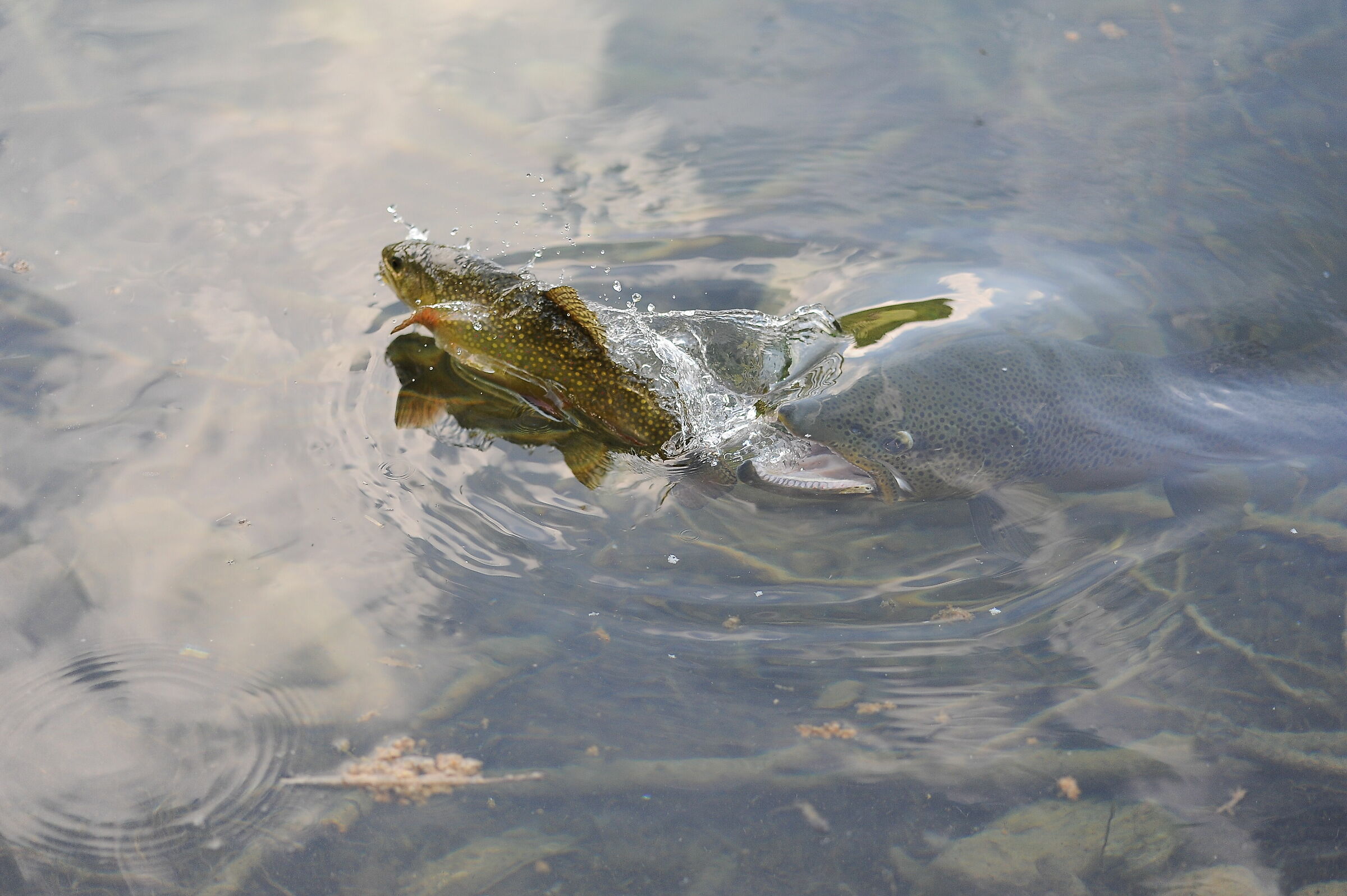 Big fish eats small fish