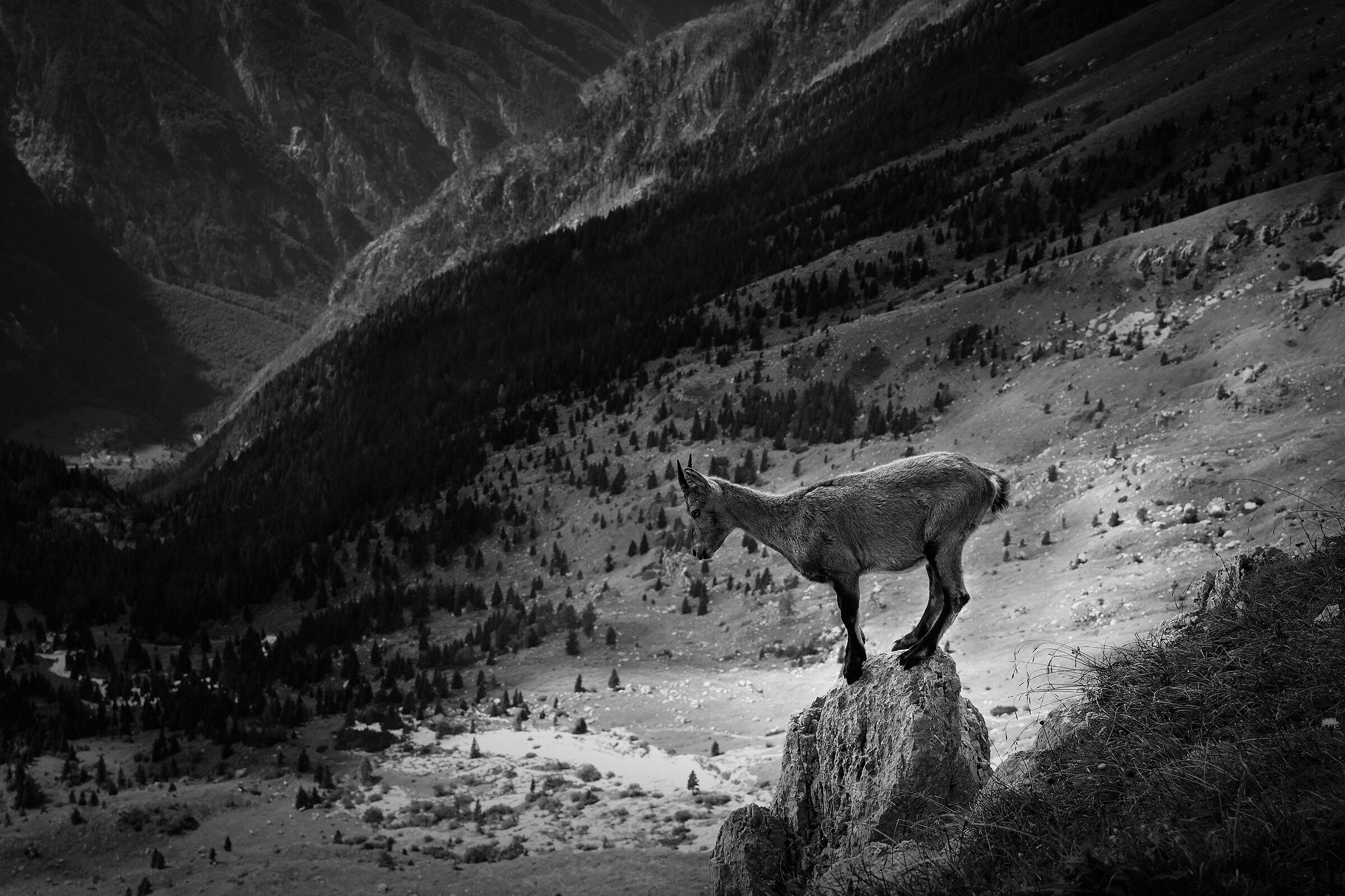 La vedetta - Alpi Giulie - Italy