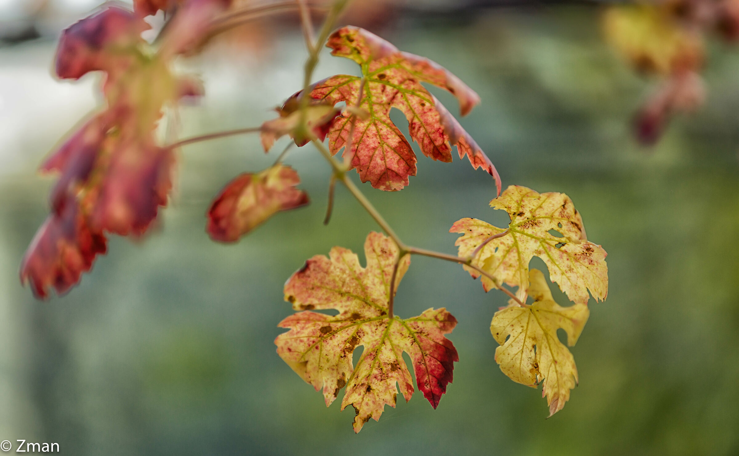 Vine Leaves In Autumn