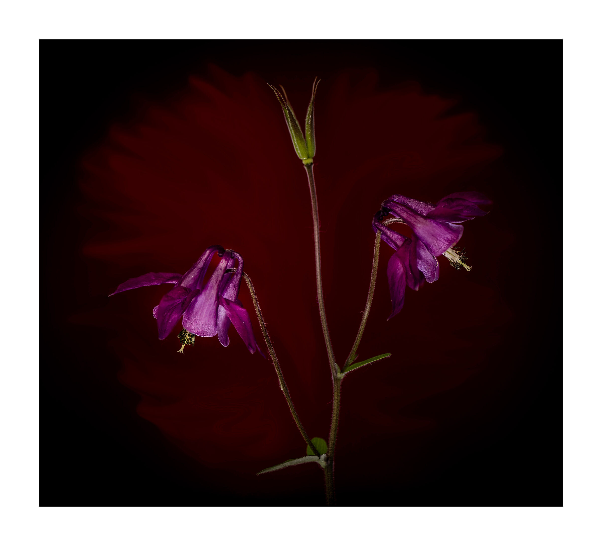 Aquilegia.