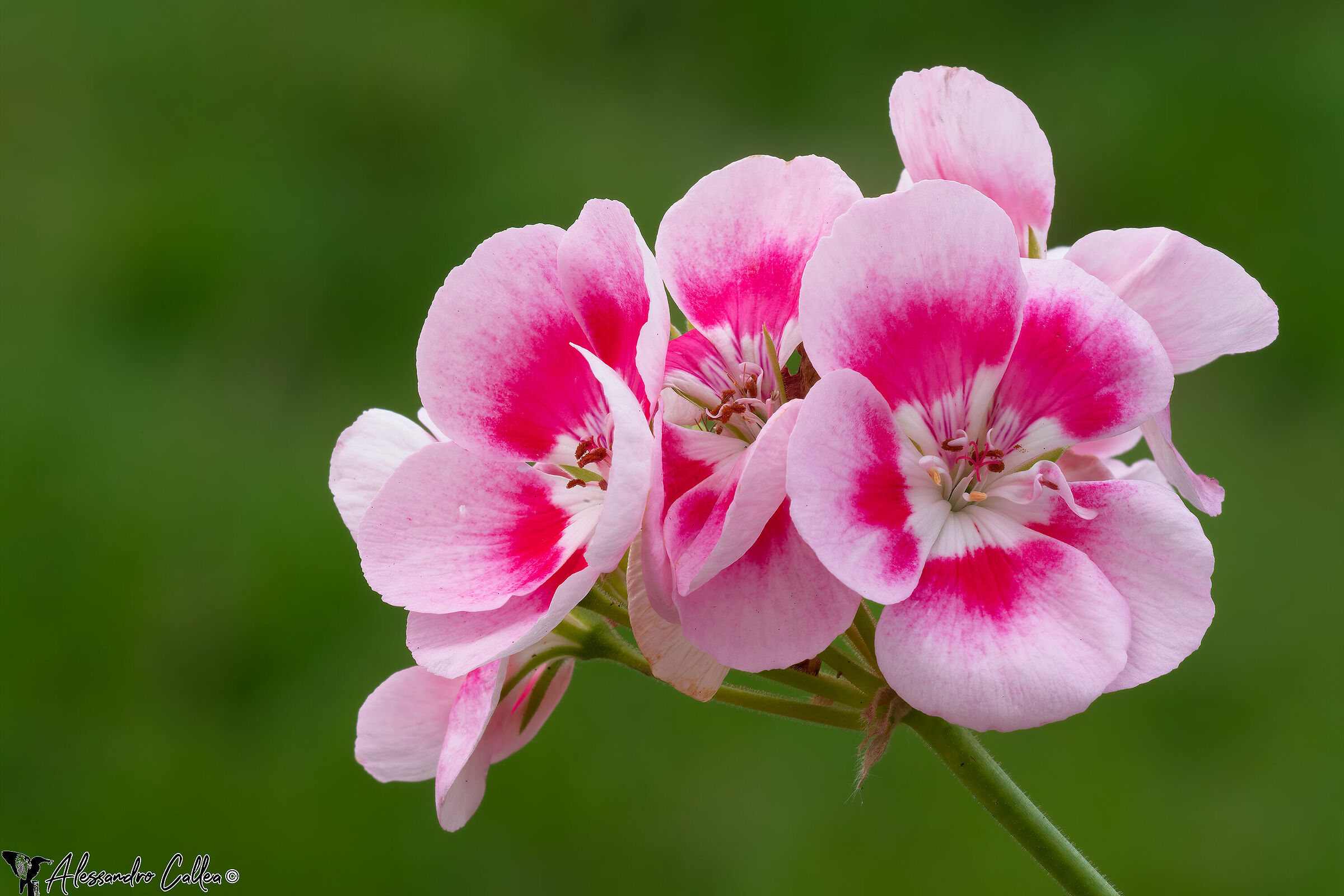 Another shot at Km 0