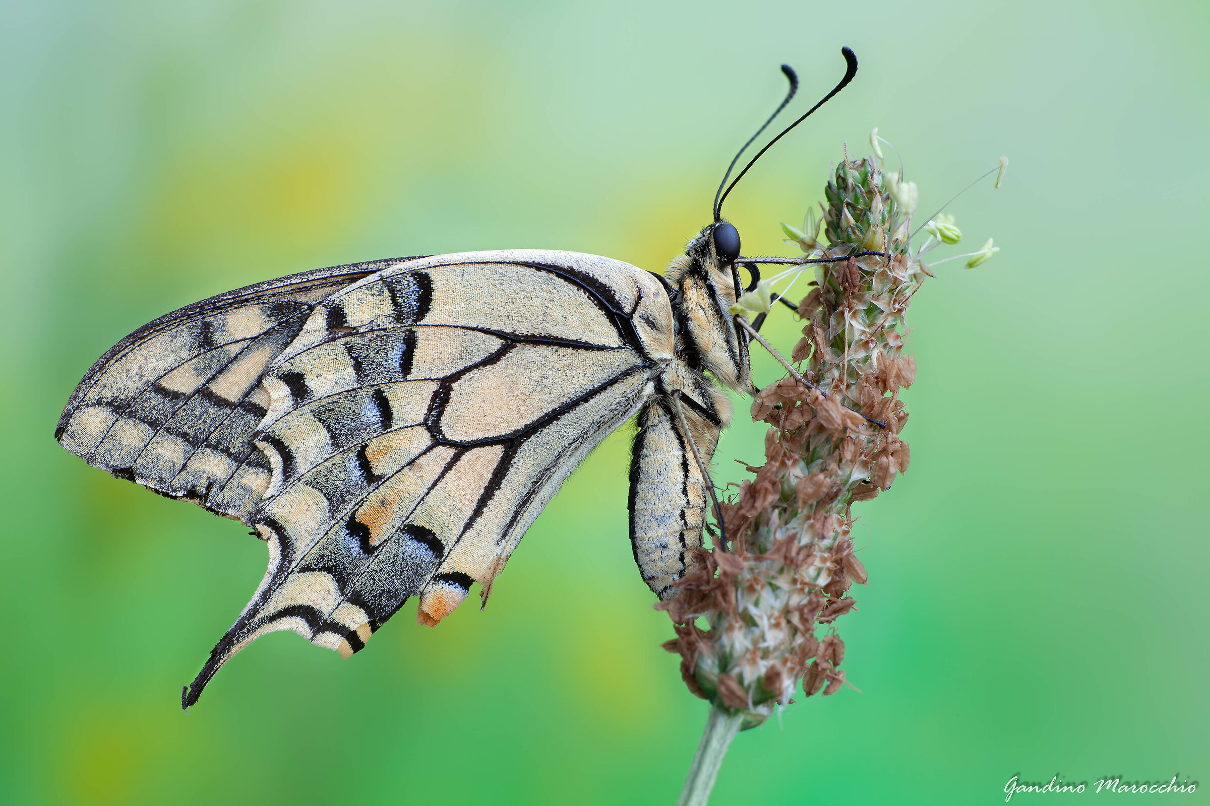 The Old King's Shroud