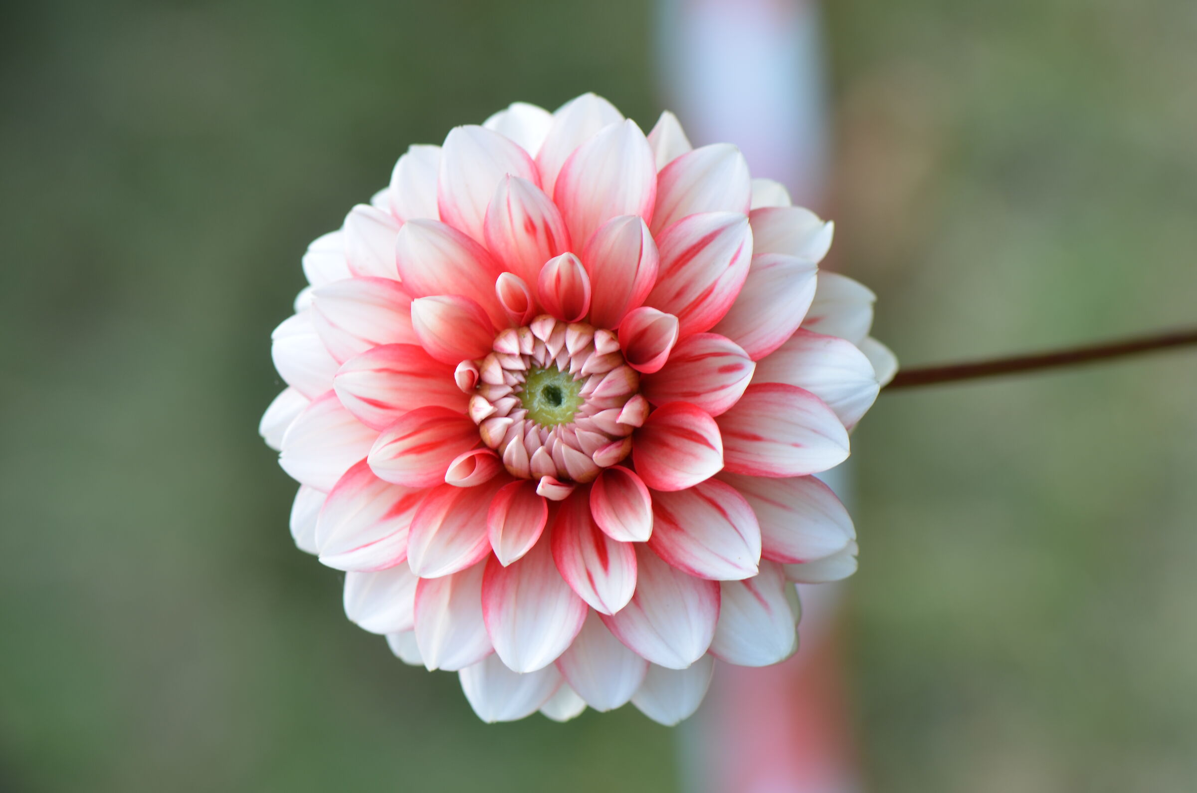 Frutti e fiori antichi