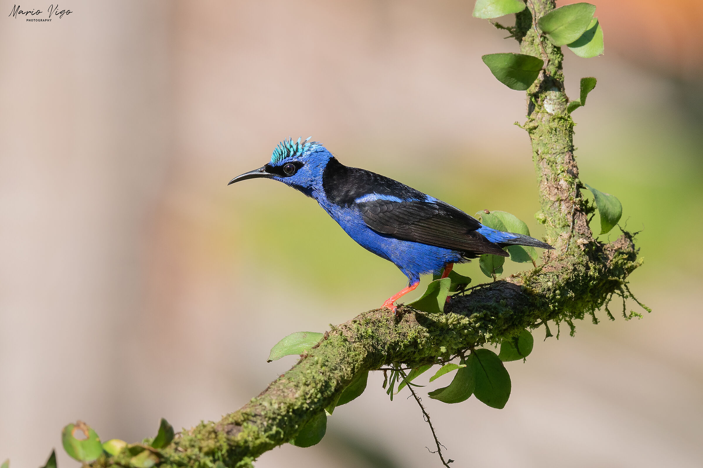 Red-legged Honeycreeper