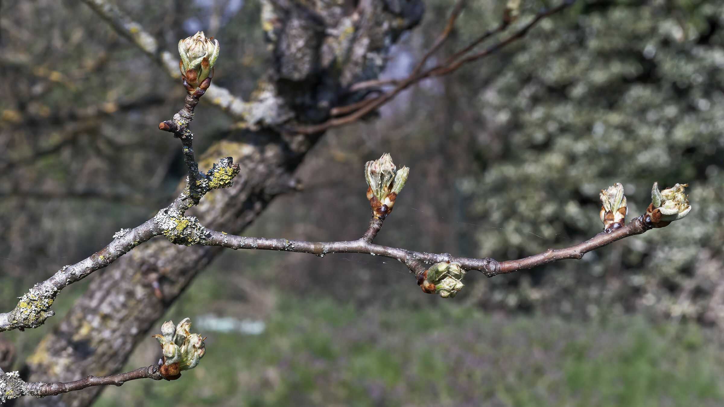 Fiori rosa fiori di pesco........(FORSE)