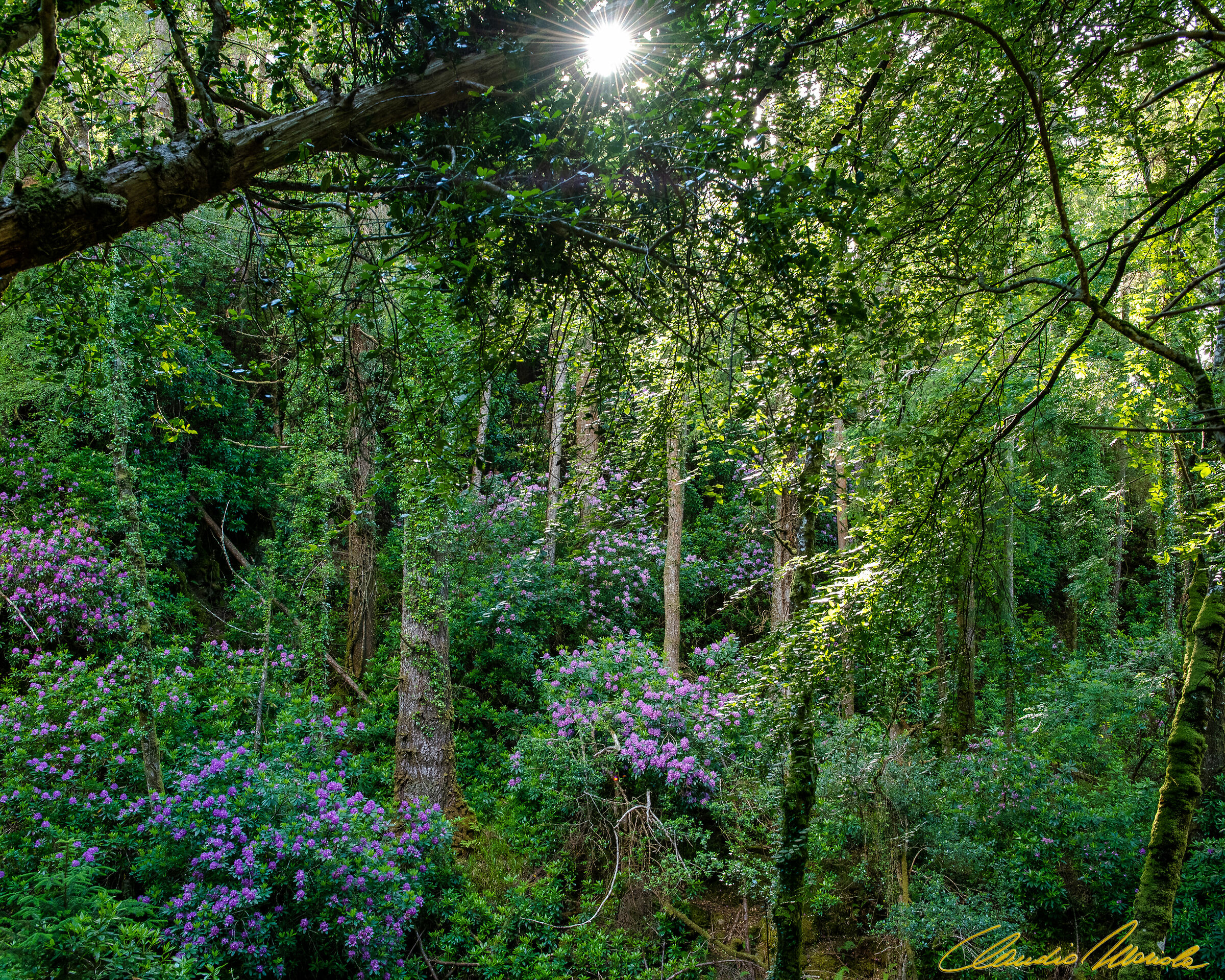 Spring blossom in the woods