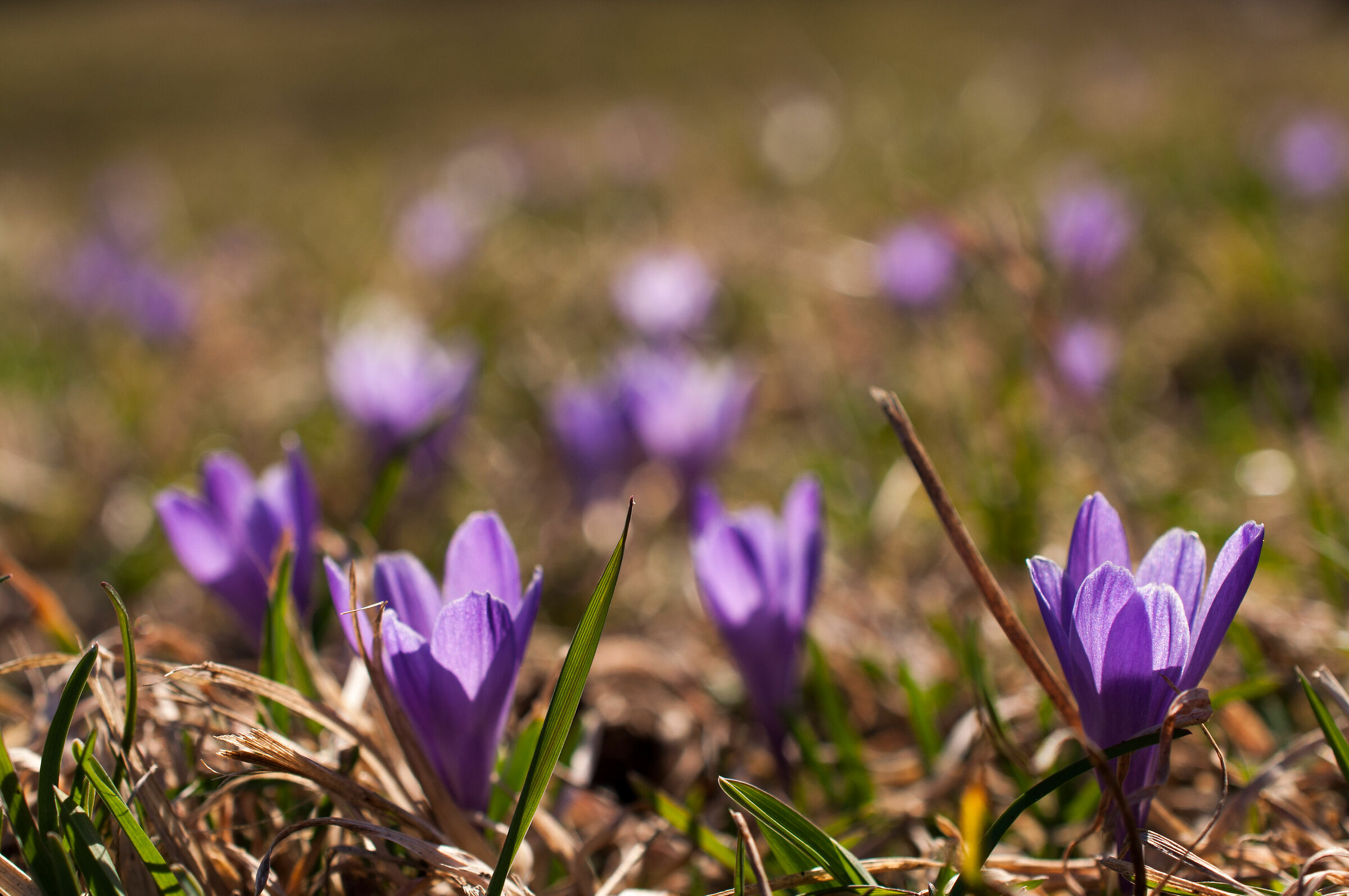 spring meadow
