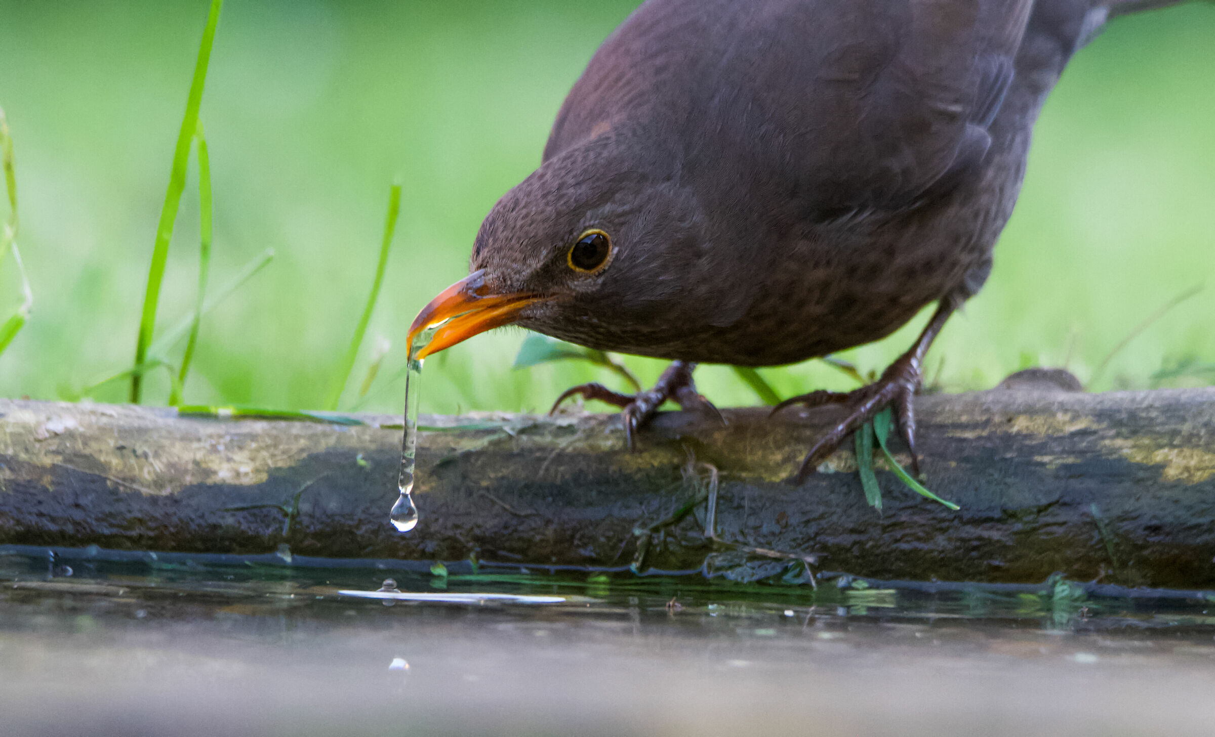 Let's get a little die.