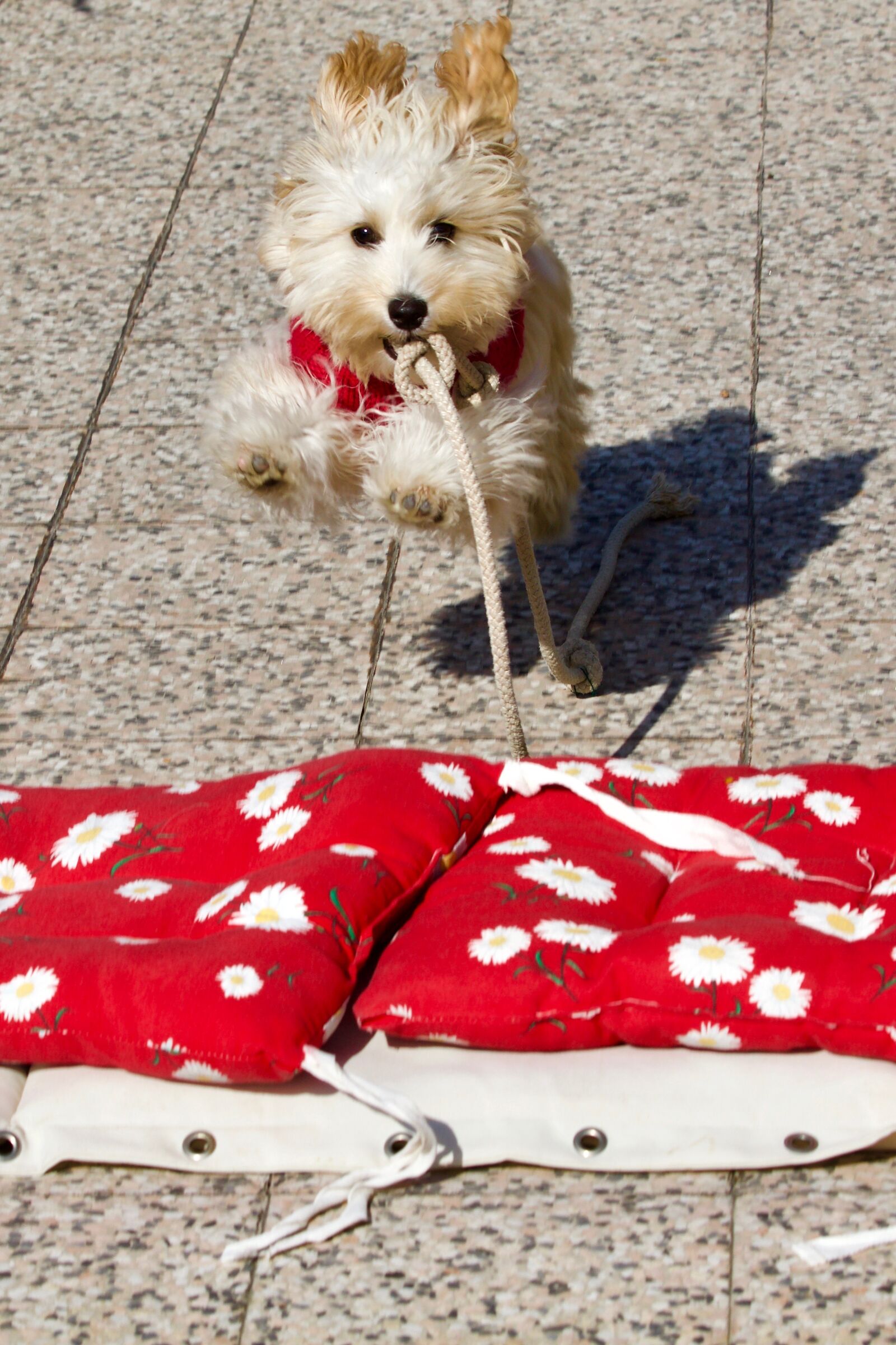 Lucky ha 5 mesi ( sul mio terrazzo )