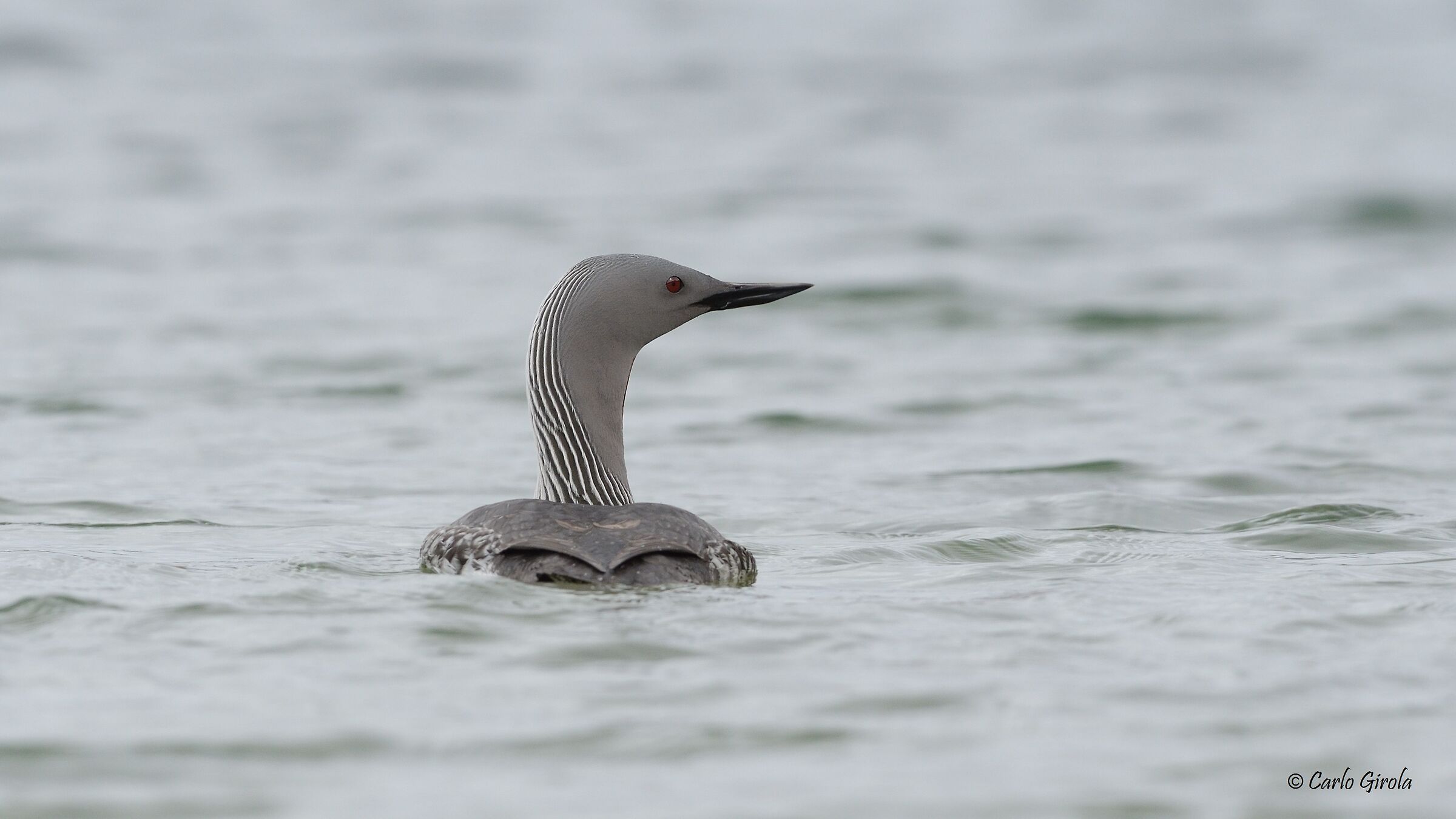 Strolaga minore (Gavia stellata)