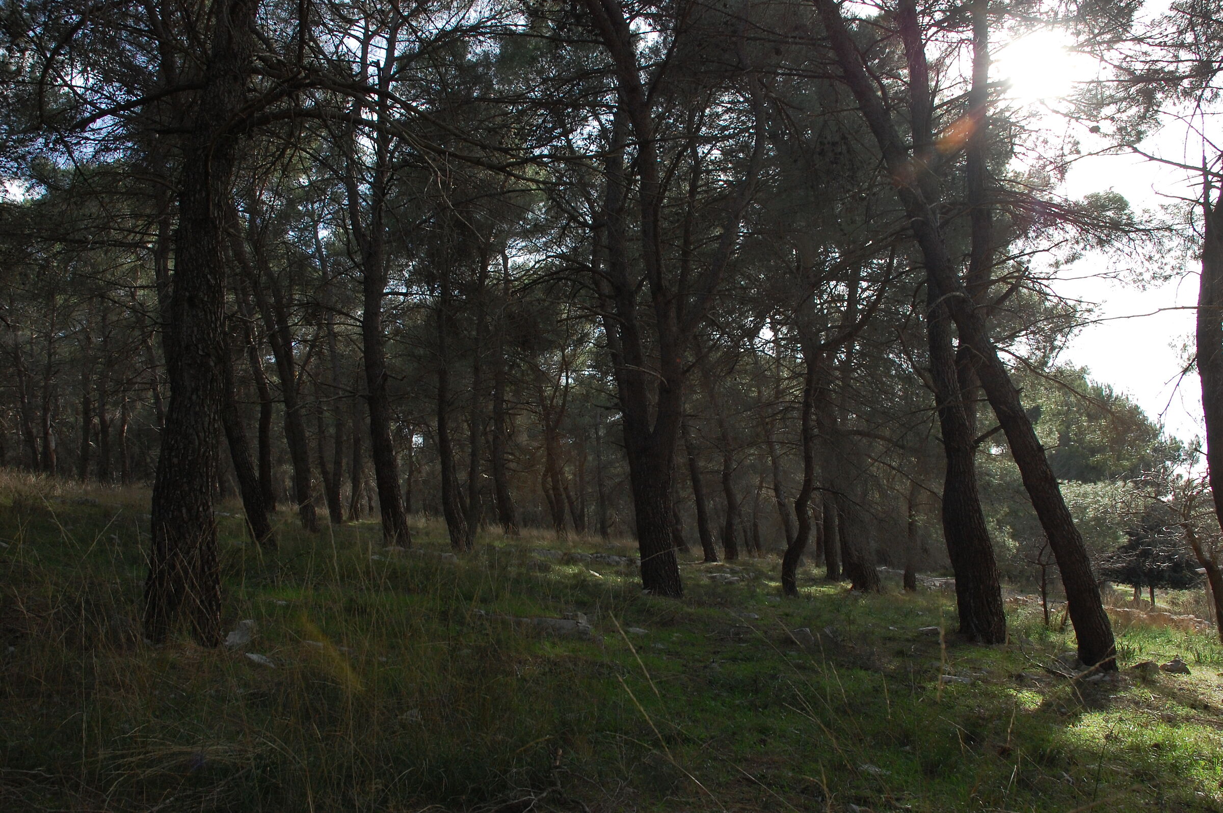 Bitonto's Forest