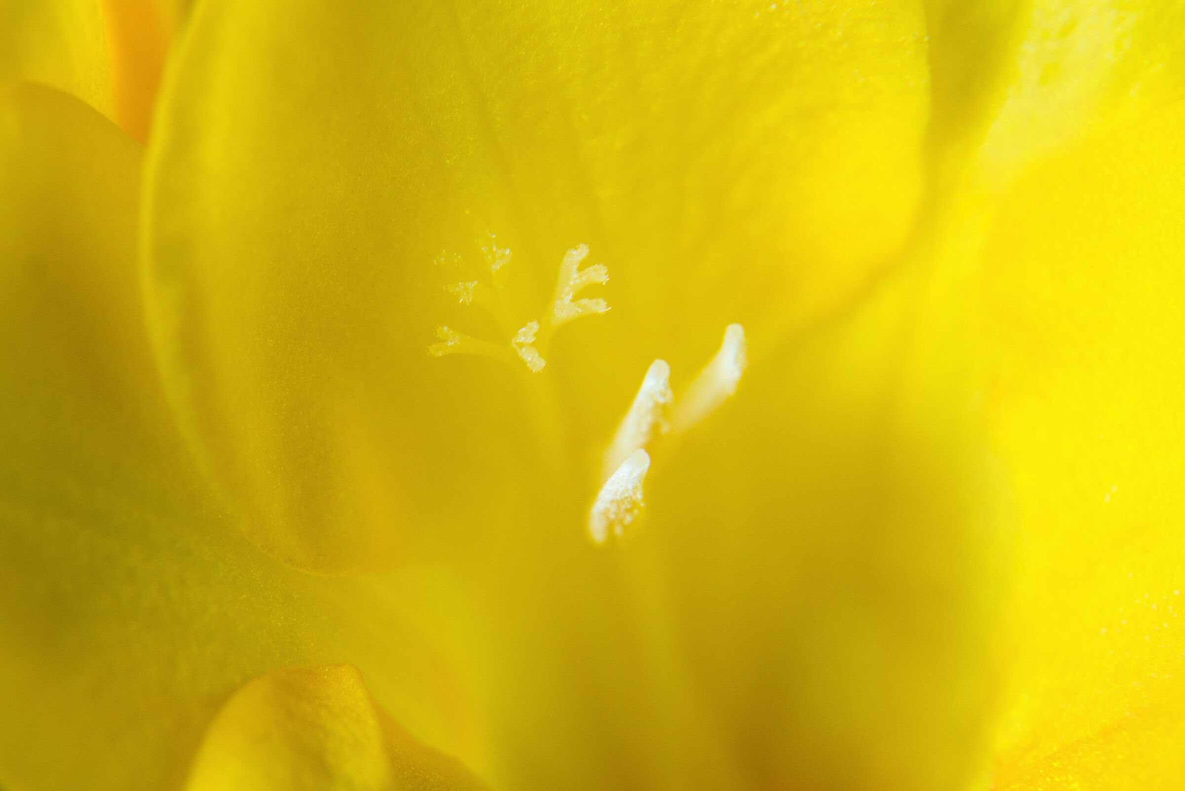 covid 19 I stay at home #1