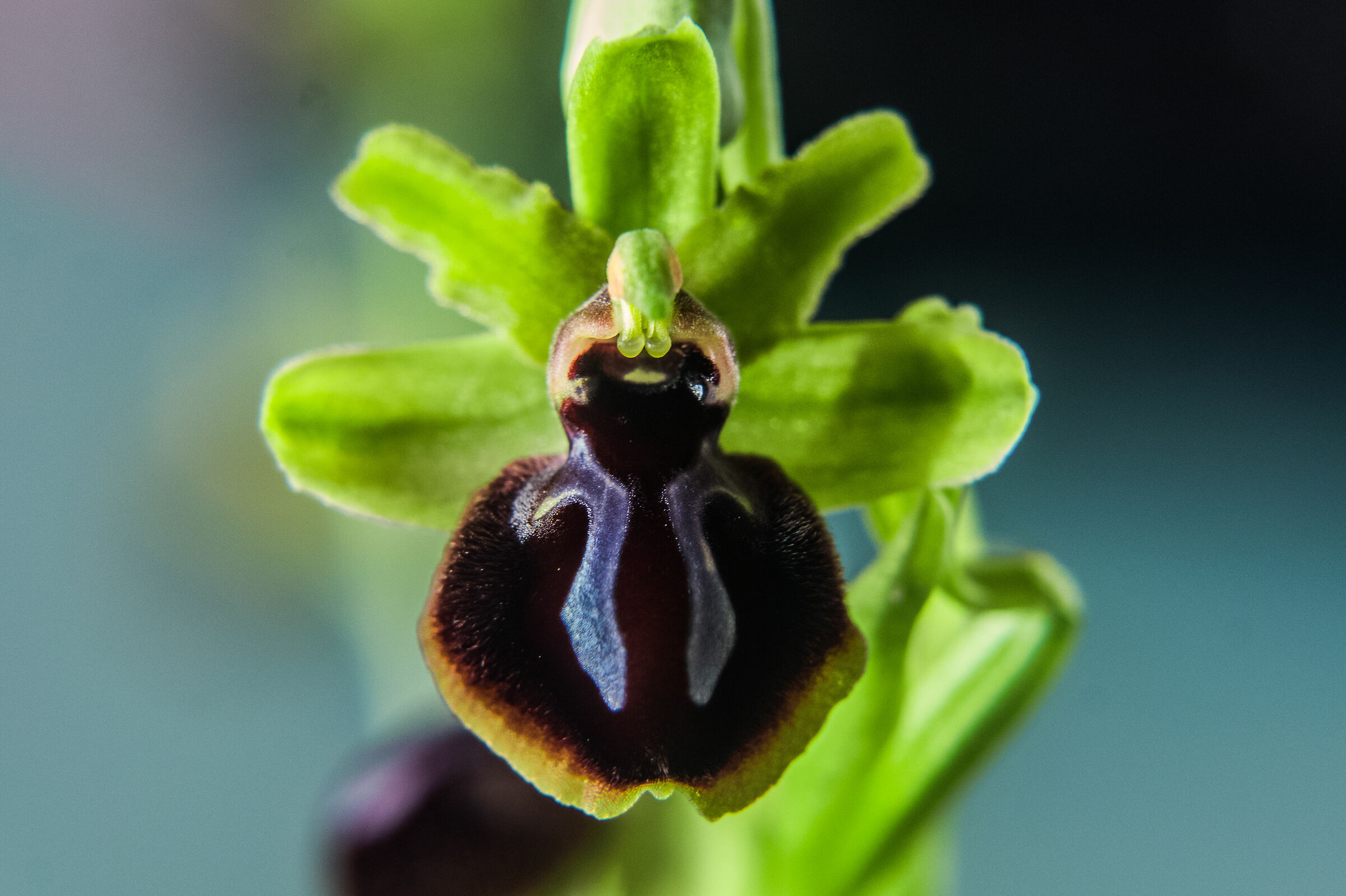 covid 19 I stay at home #2