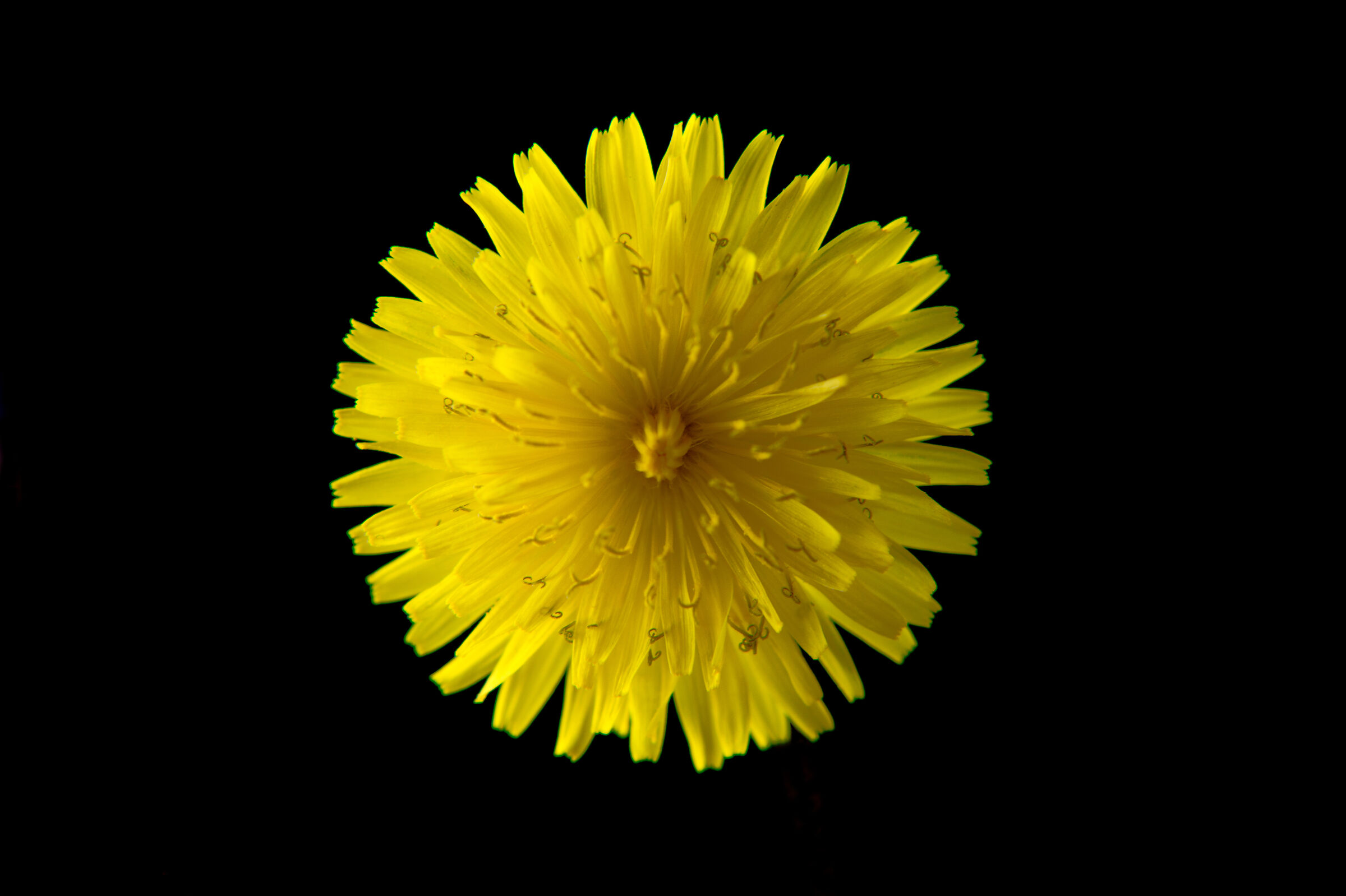 covid 19 iorest at home #3