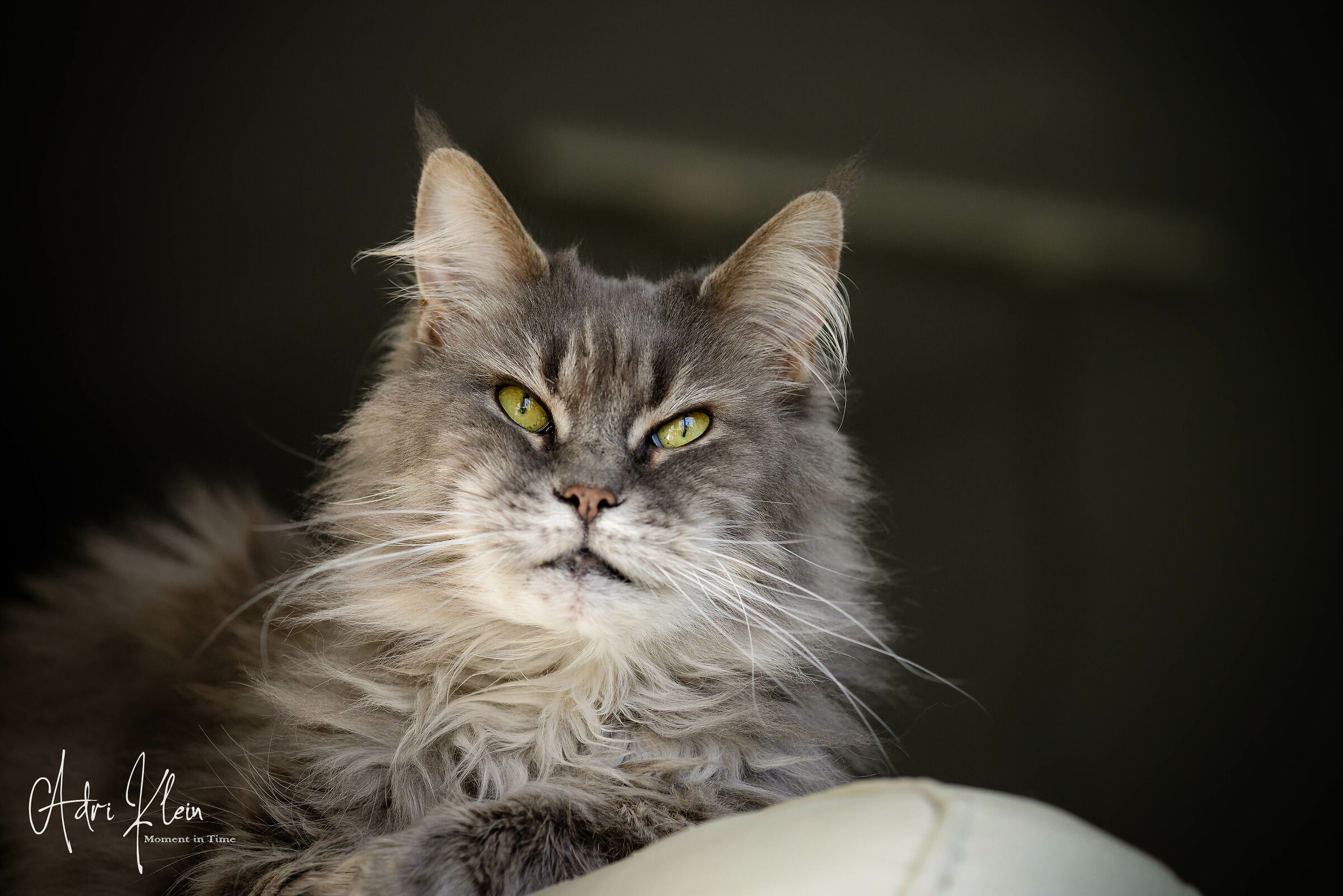 Maine coon