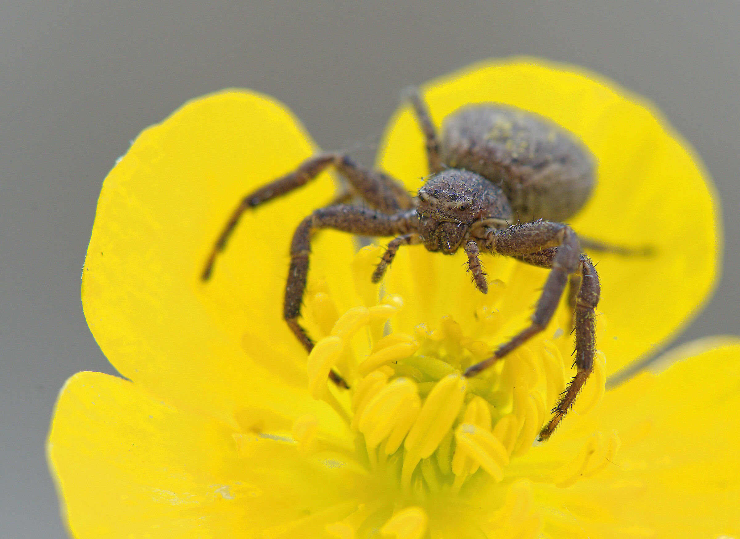 Crab Spider