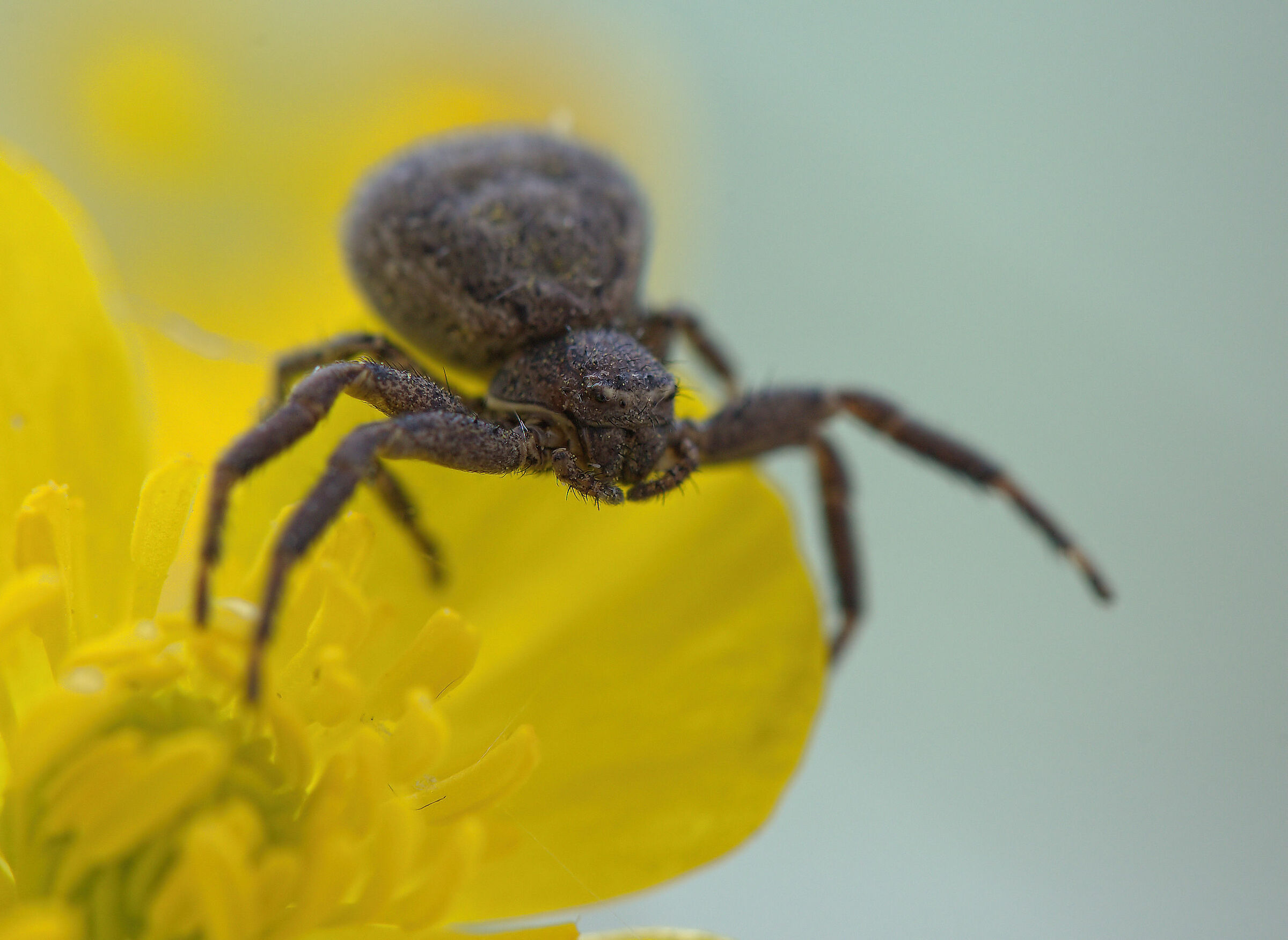 Crab Spider