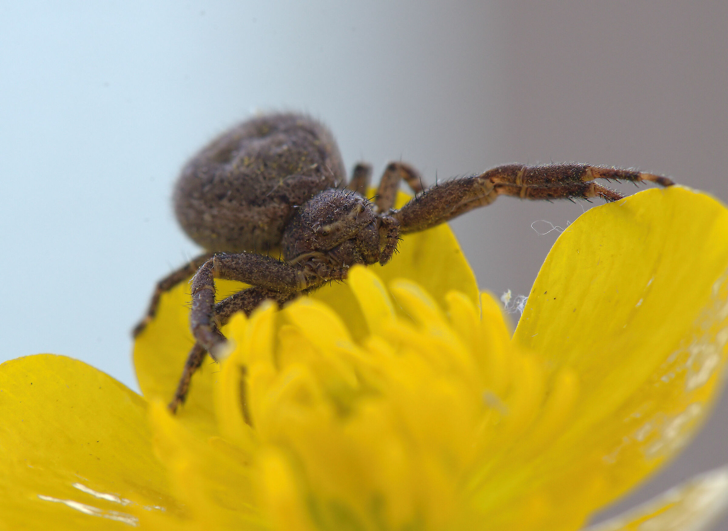 Crab Spider