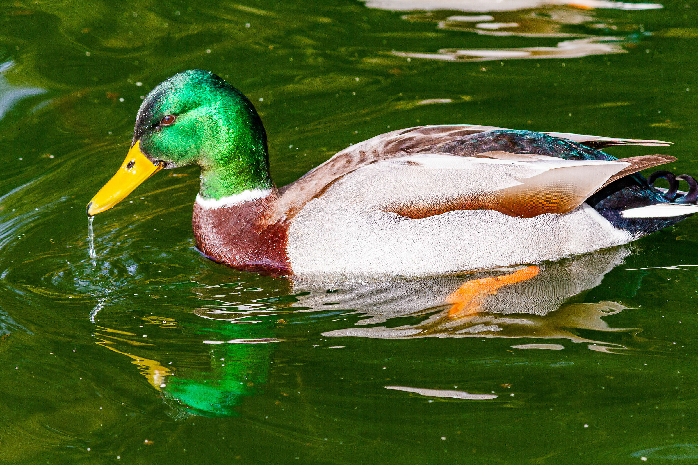 Bagno di prima mattina