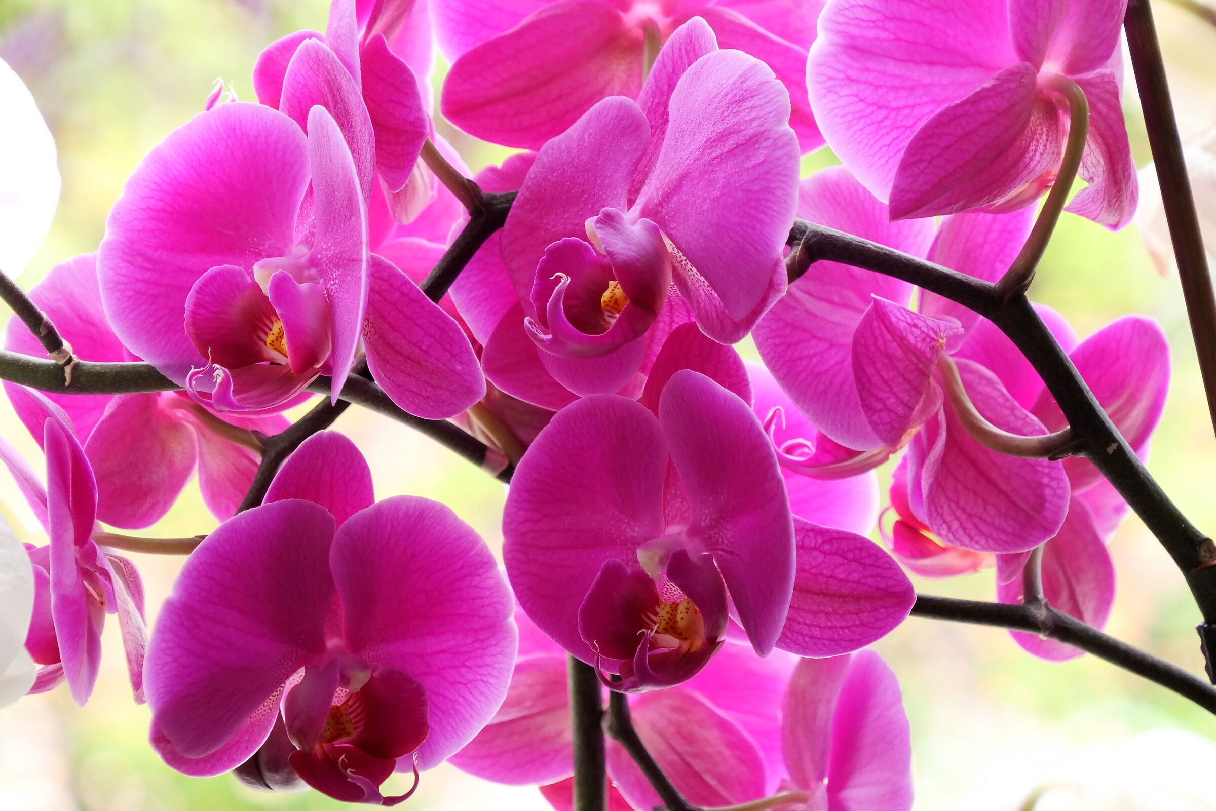 Phalaenopsis