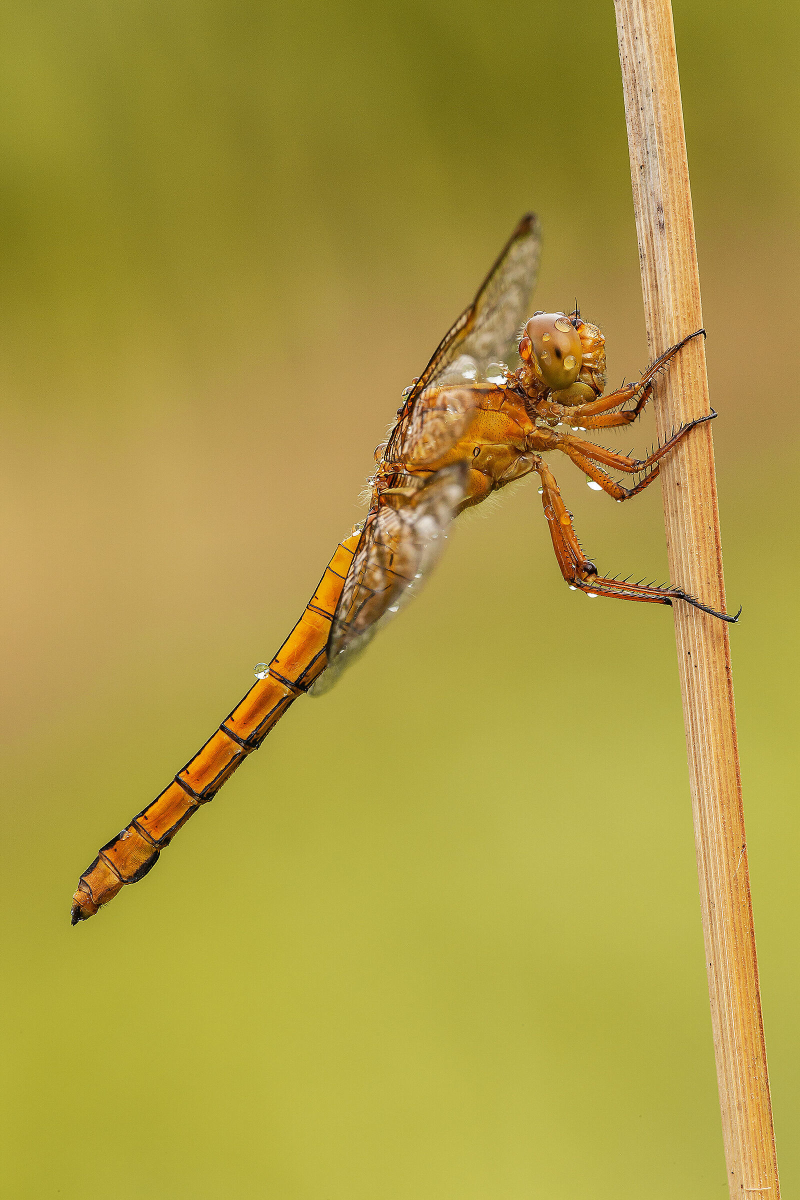 Orthetrum coerulescens