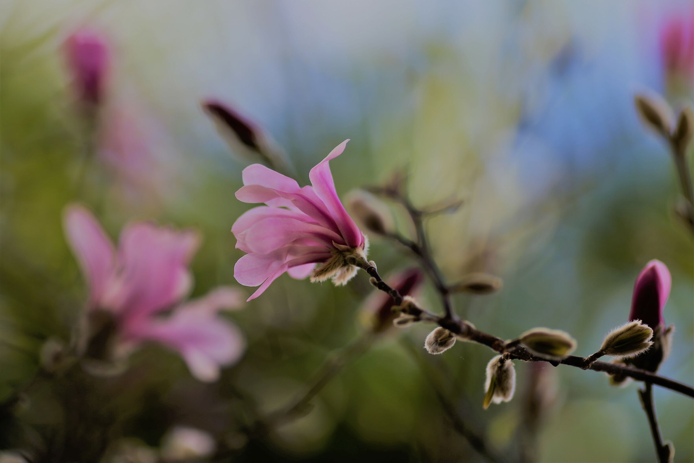Magnolia Flowers