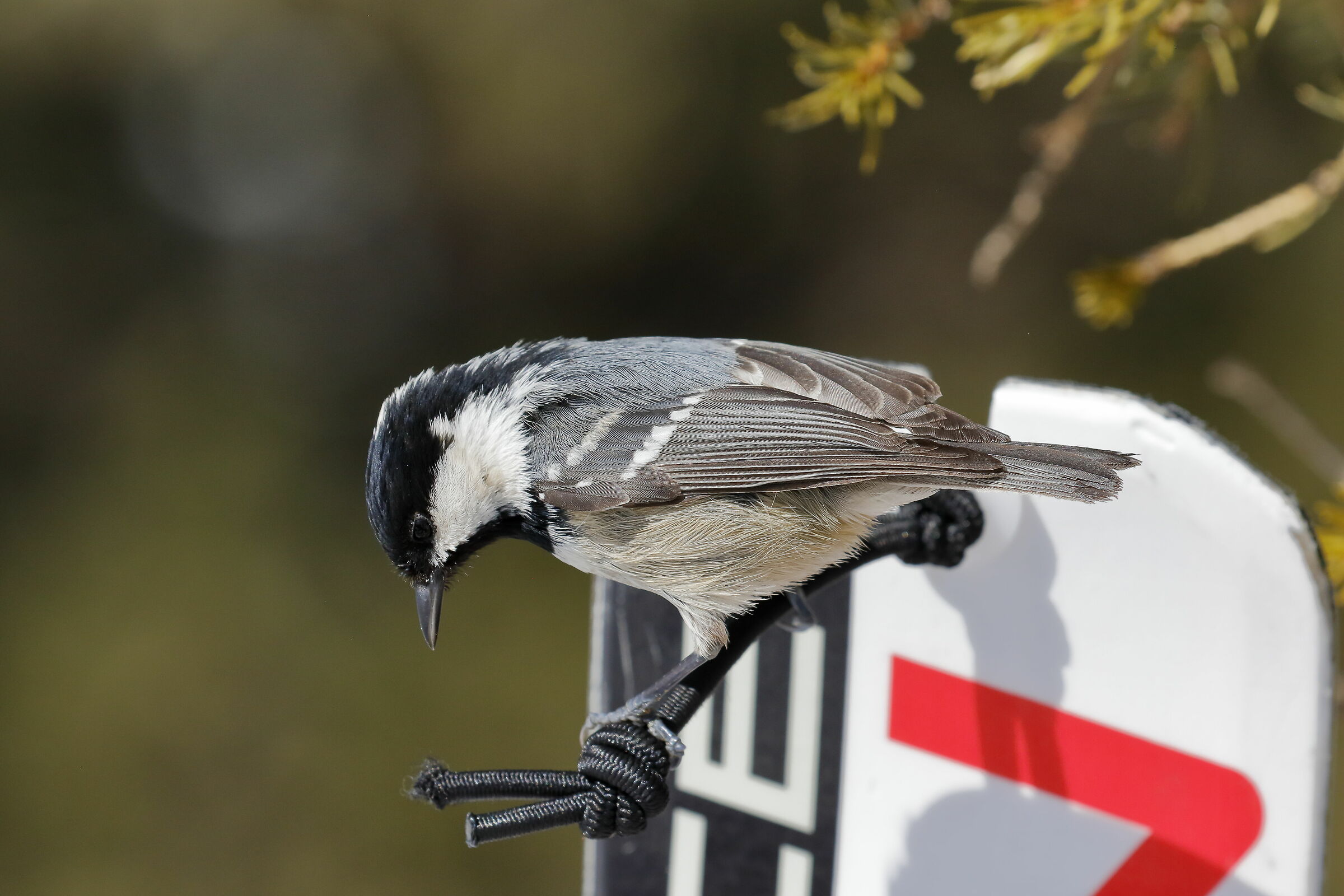 Riflessione significa speranza.