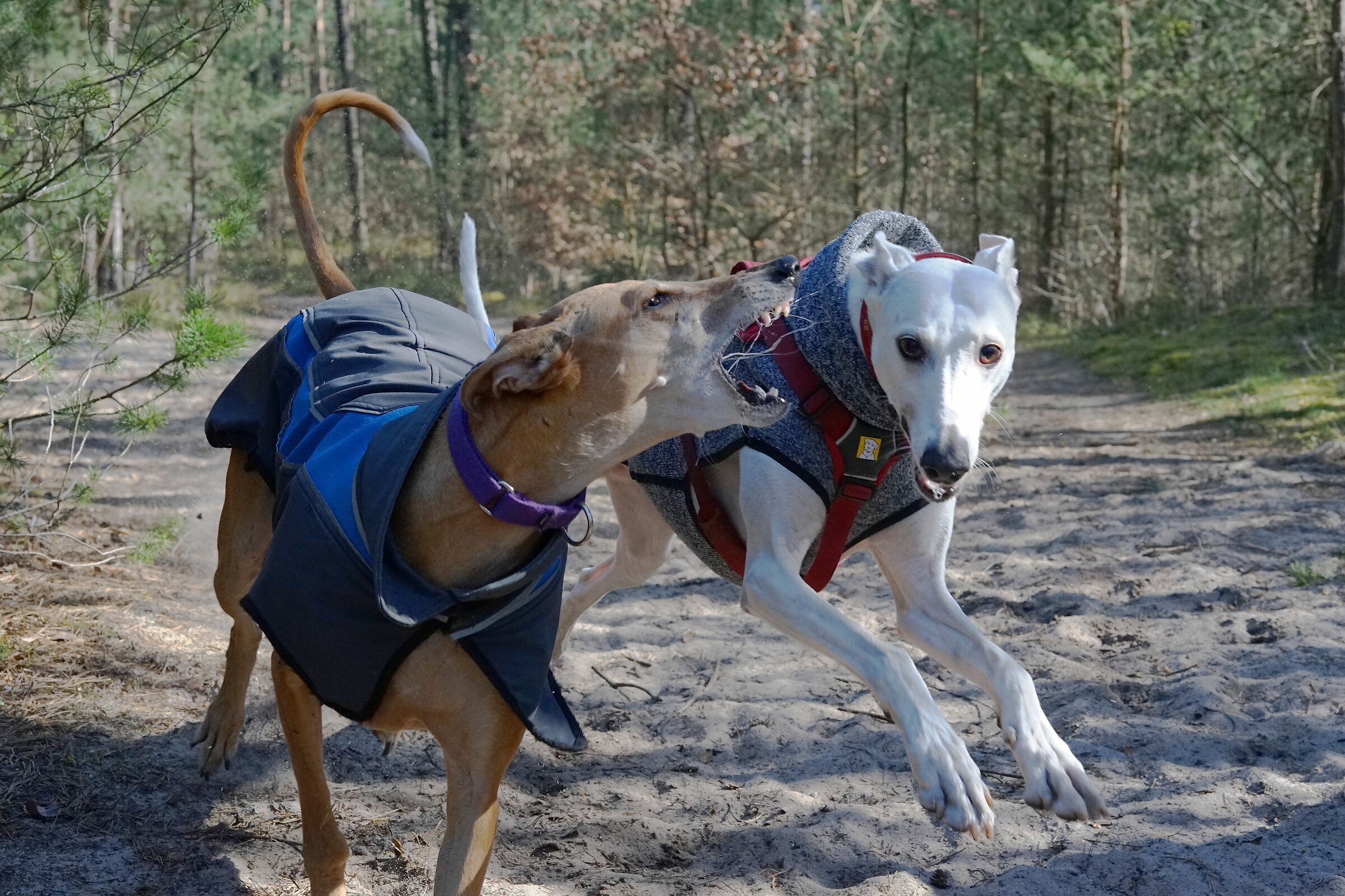 Best Friends in Action