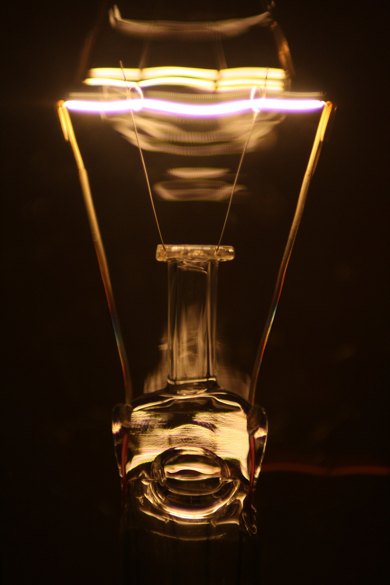 bulb ... endangered species