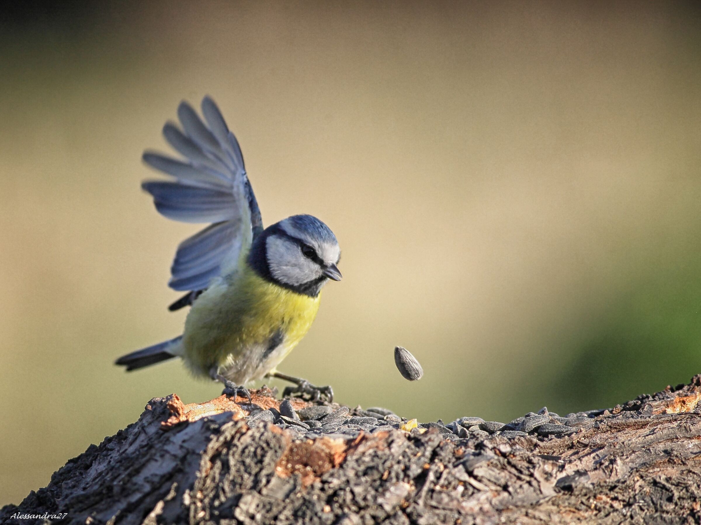 la cincia e il seme di girasole ...
