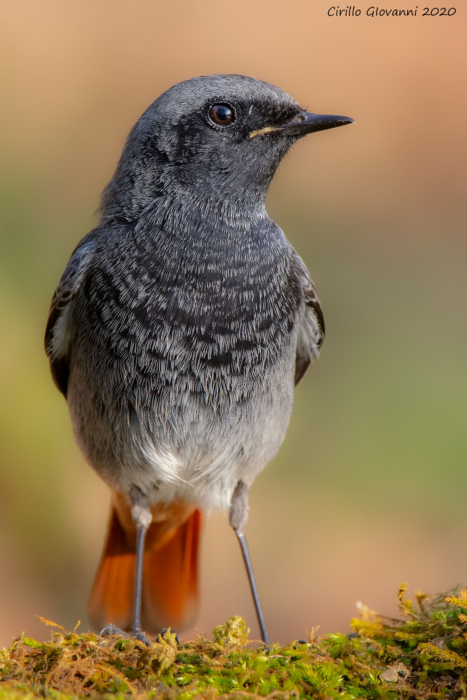 codirosso chimney sweep male
