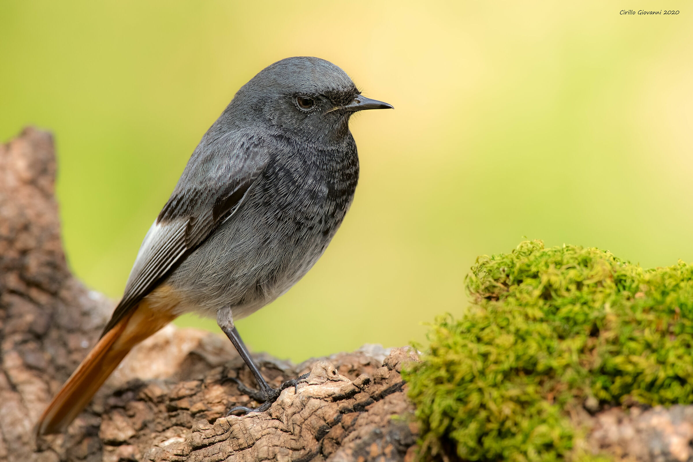 sorod male chimney sweep