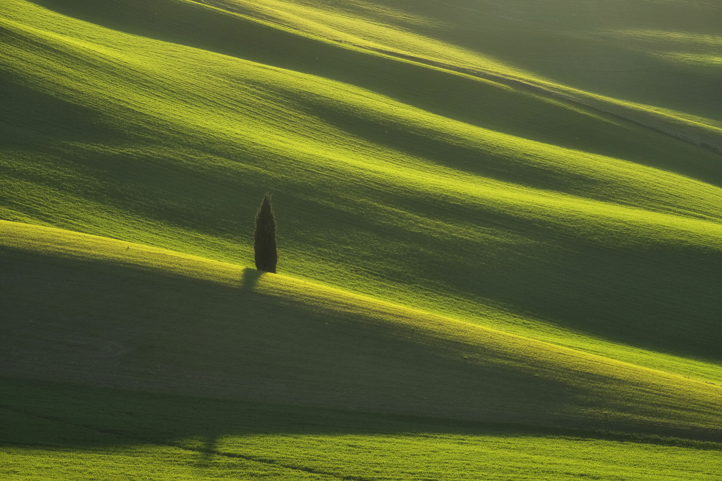 immersed in the green