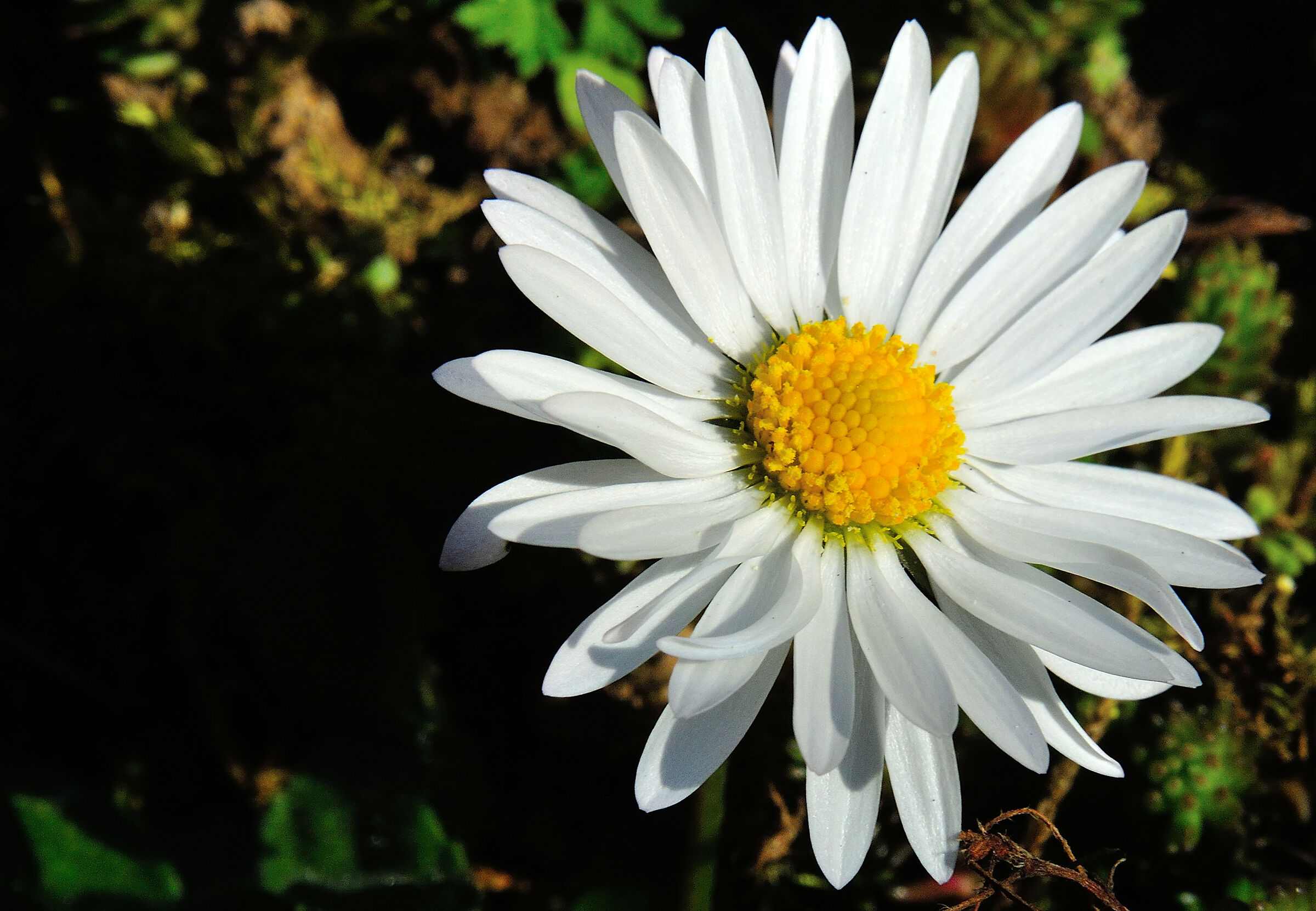 Una strana primavera...