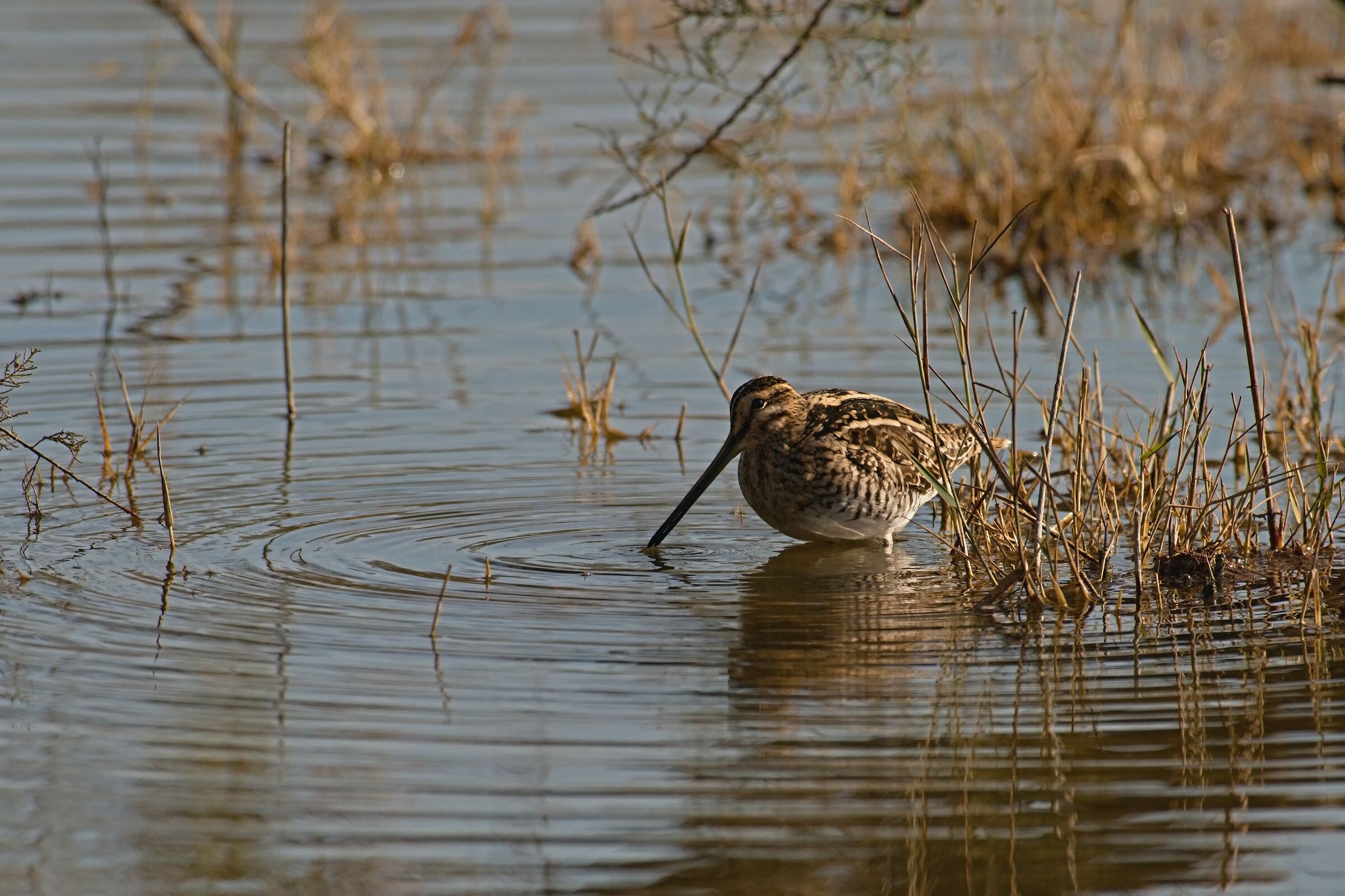 Snipe