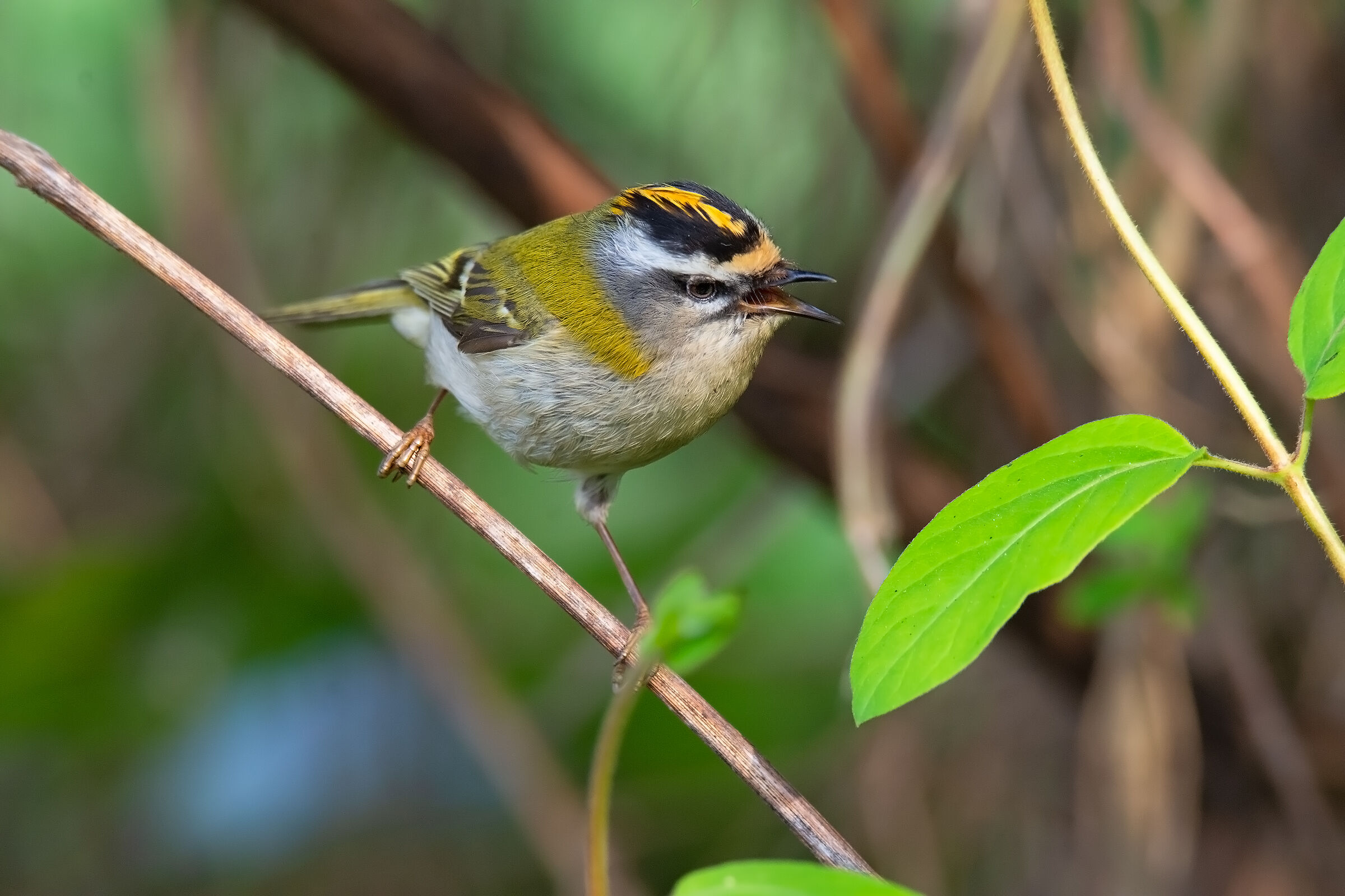 Il fiorracino nel suo ambiente naturale
